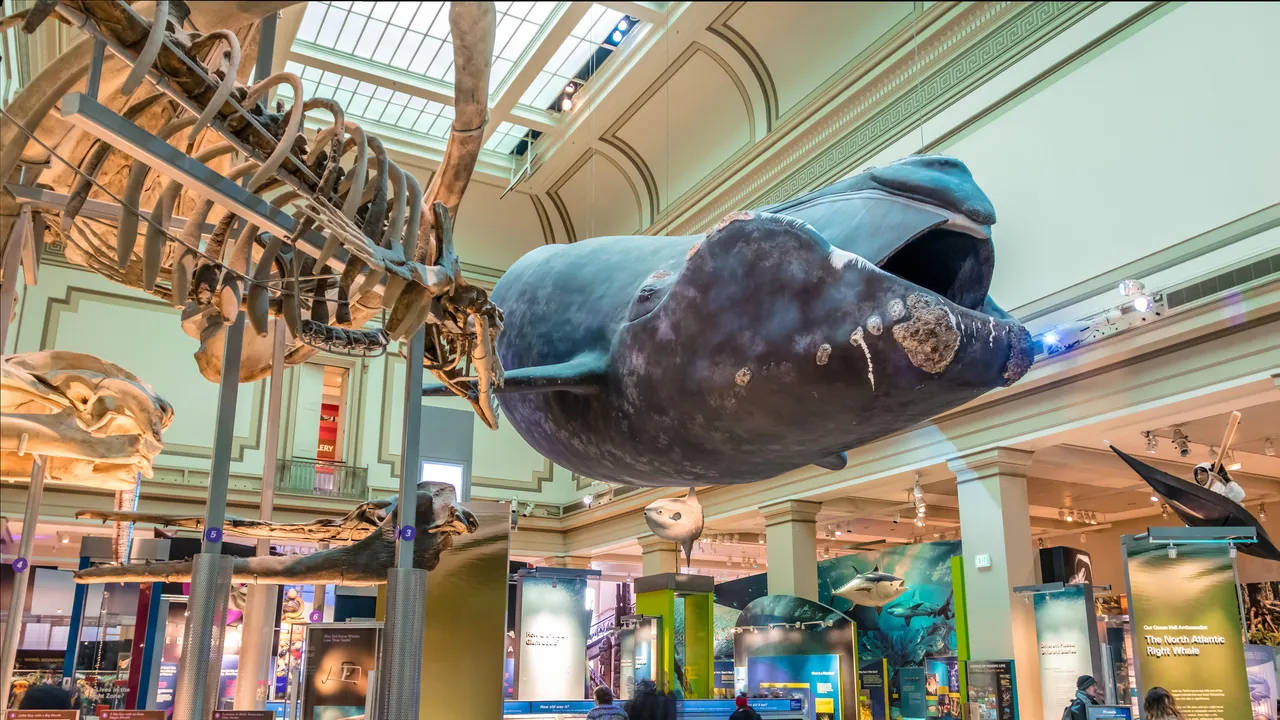 Smithsonian, blue whale, dinosaur skeletons, HD Desktop Wallpaper