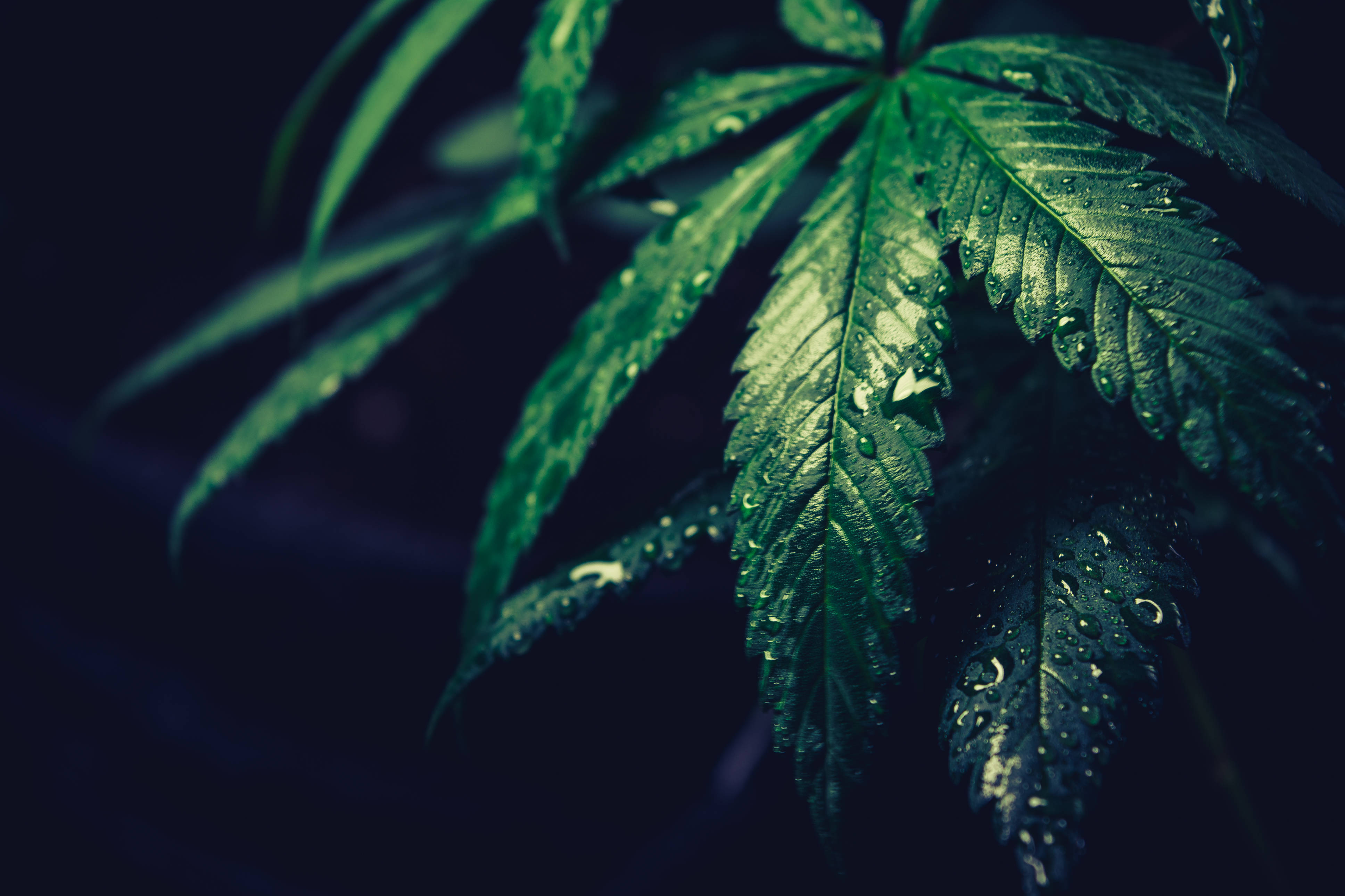 dark marijuana aesthetic, vibrant green cannabis leaves, dew drops, 4K Desktop Wallpaper