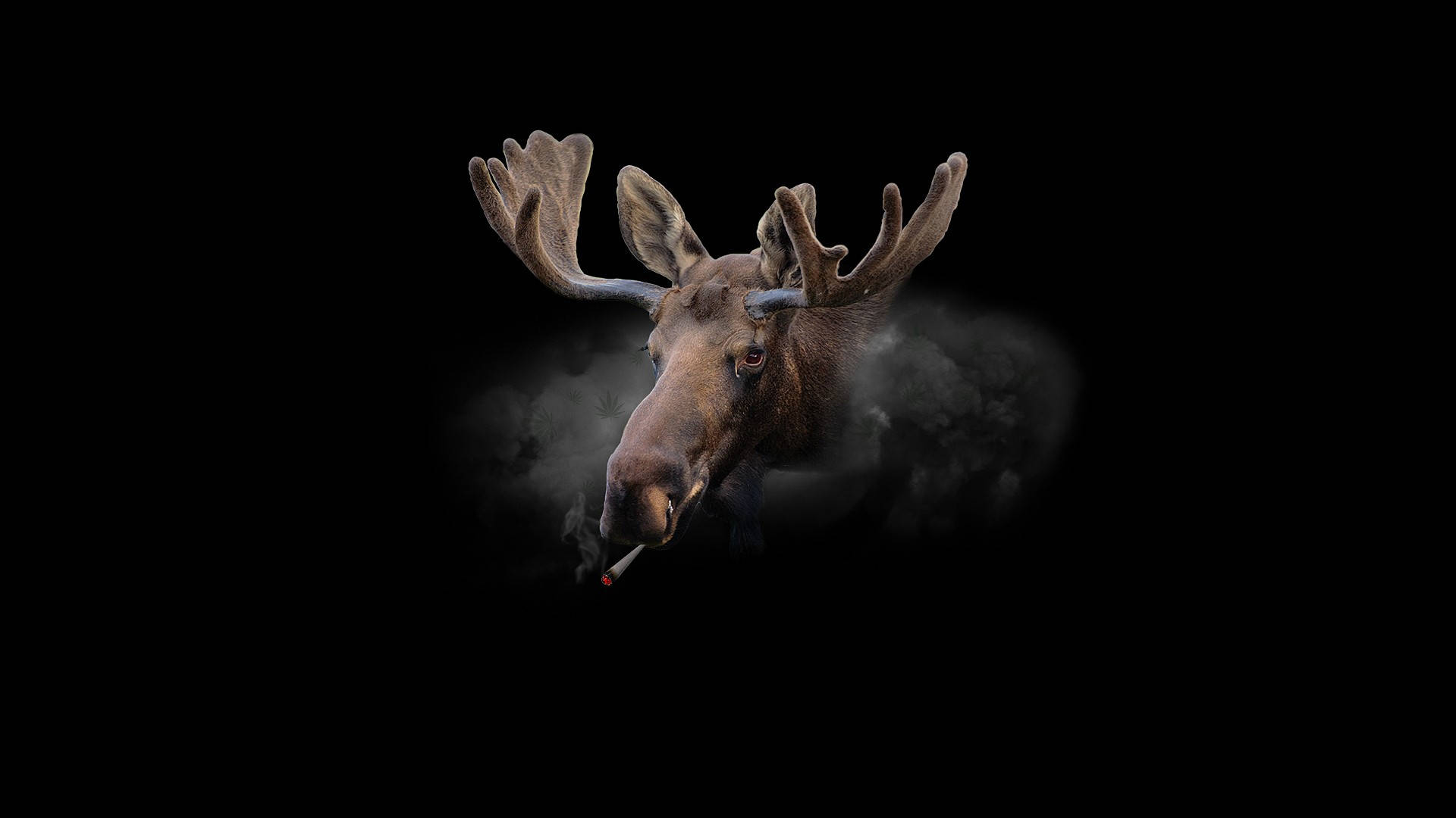 moose, antlers, cigarette, Full HD Desktop Wallpaper