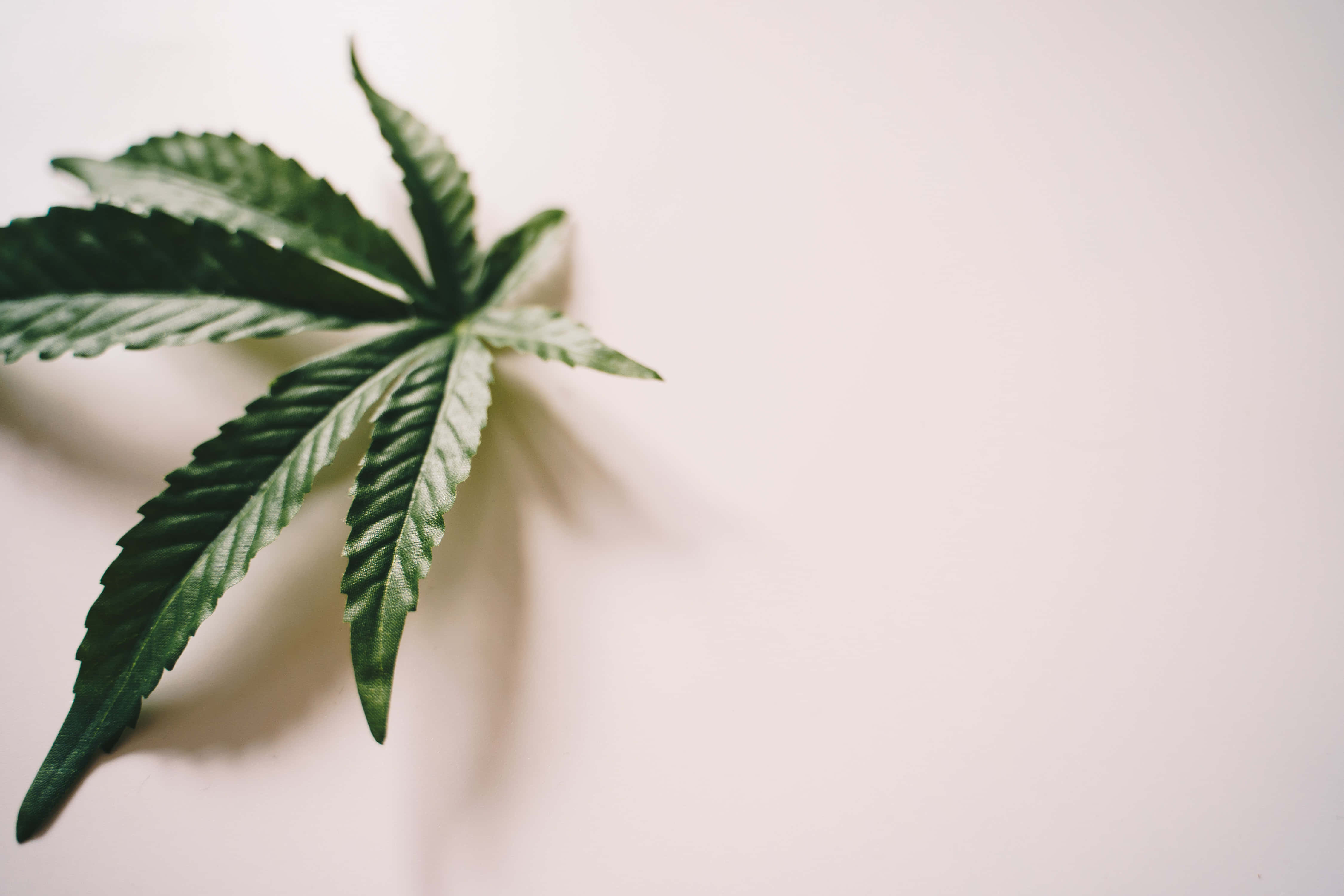 cannabis leaf, vibrant green, off-white background, 4K Desktop Wallpaper