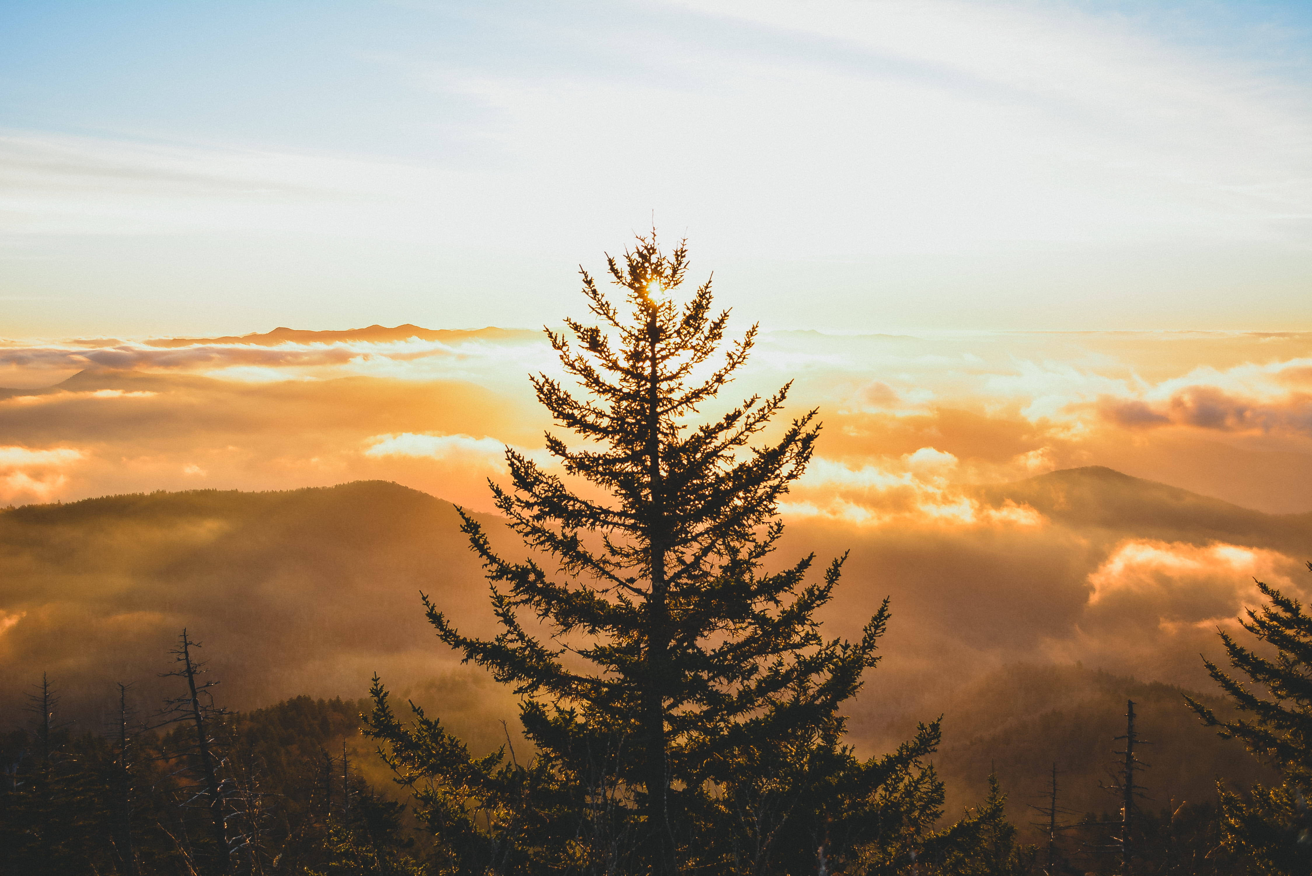 sunrise, pine tree, smoky mountains, 4K Desktop Wallpaper