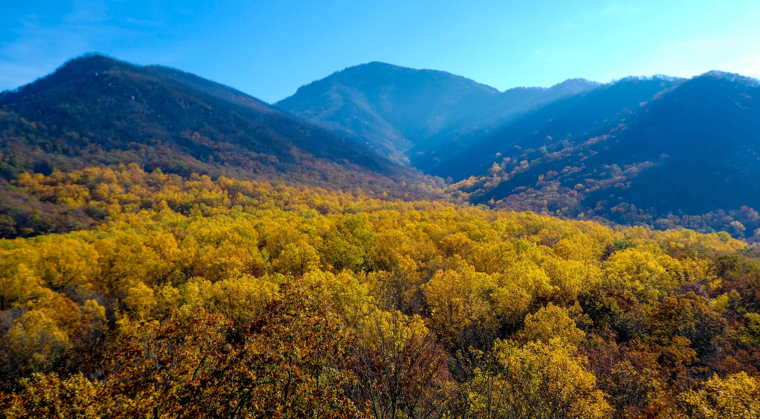 Smoky Mountains, fall trees, golden autumn trees, Full HD Desktop Wallpaper