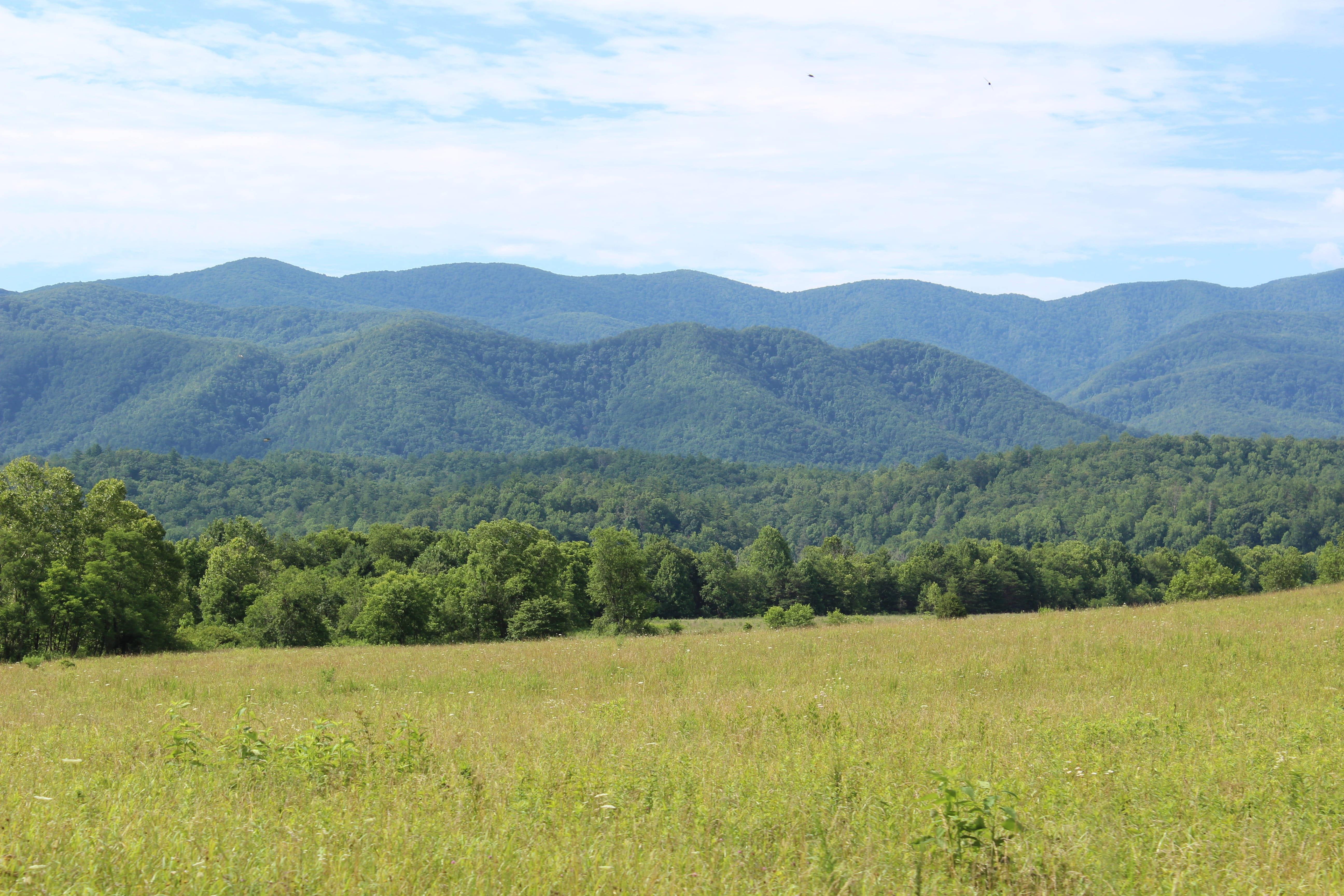 Smoky Mountains, grassy field, golden grass, 5K Desktop Wallpaper