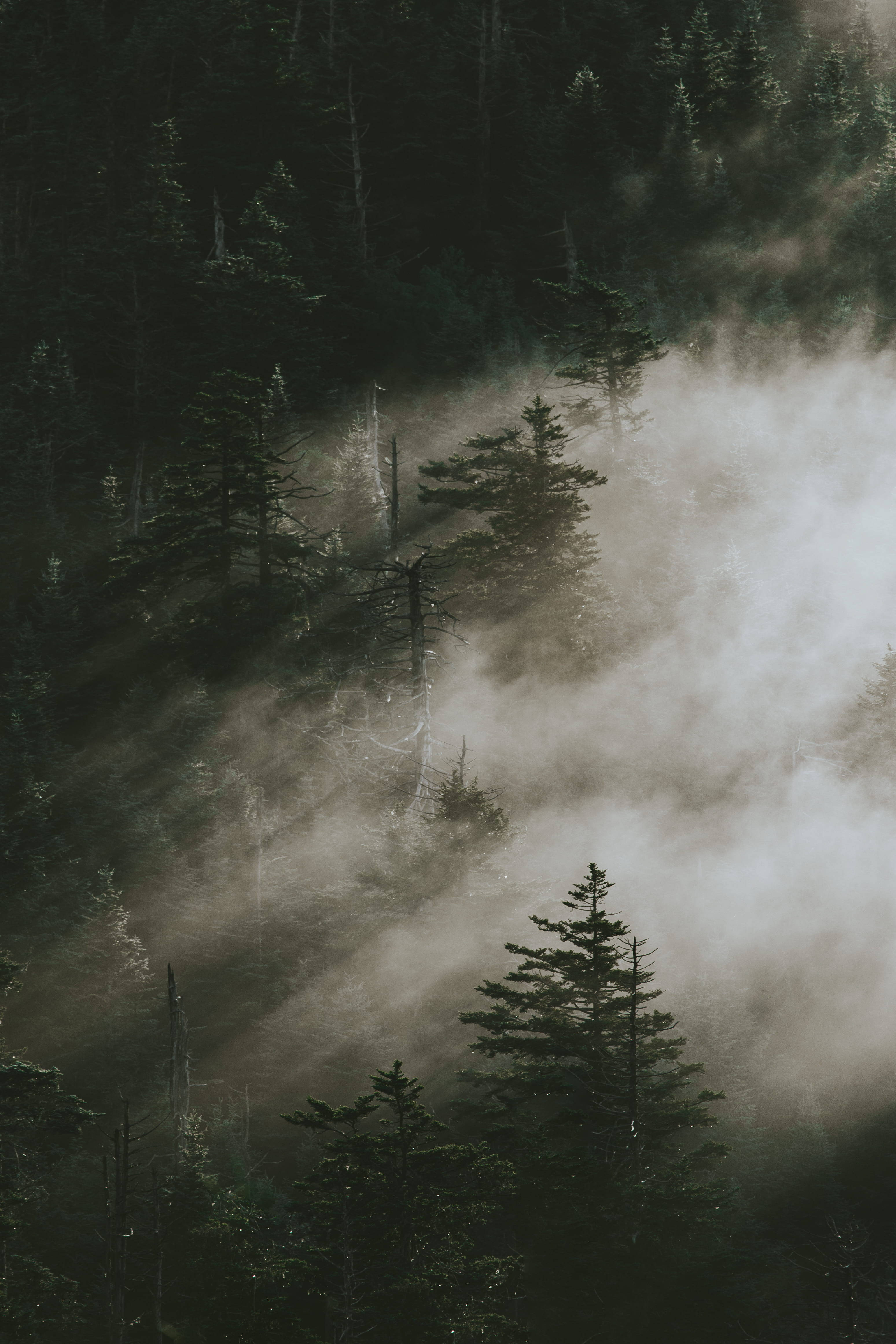 Pine Trees, Smoky Mountains, sunlight beams, 4K Phone Wallpaper