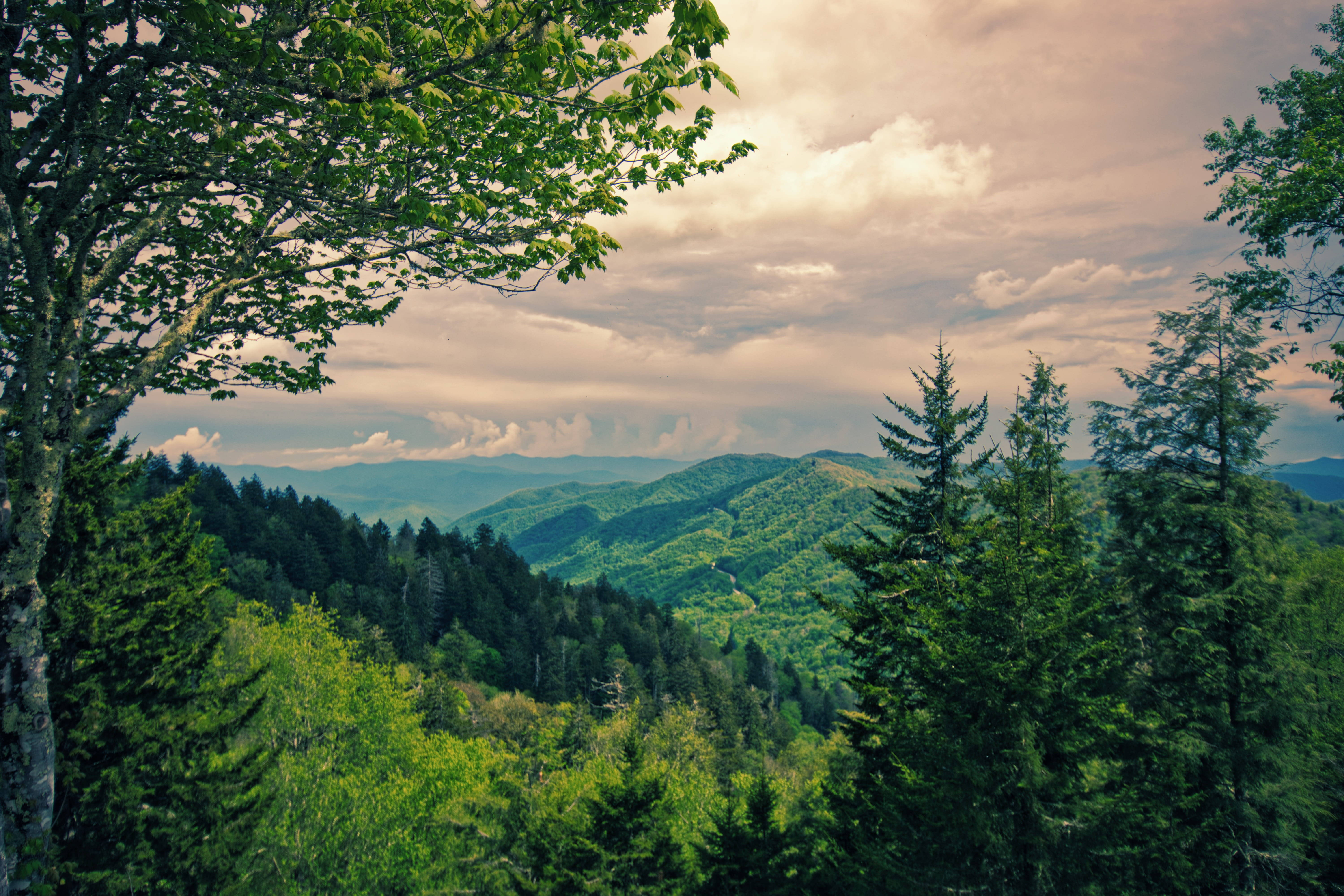 Green Forest, Smoky Mountains, rolling mountain ranges, 5K Desktop Wallpaper