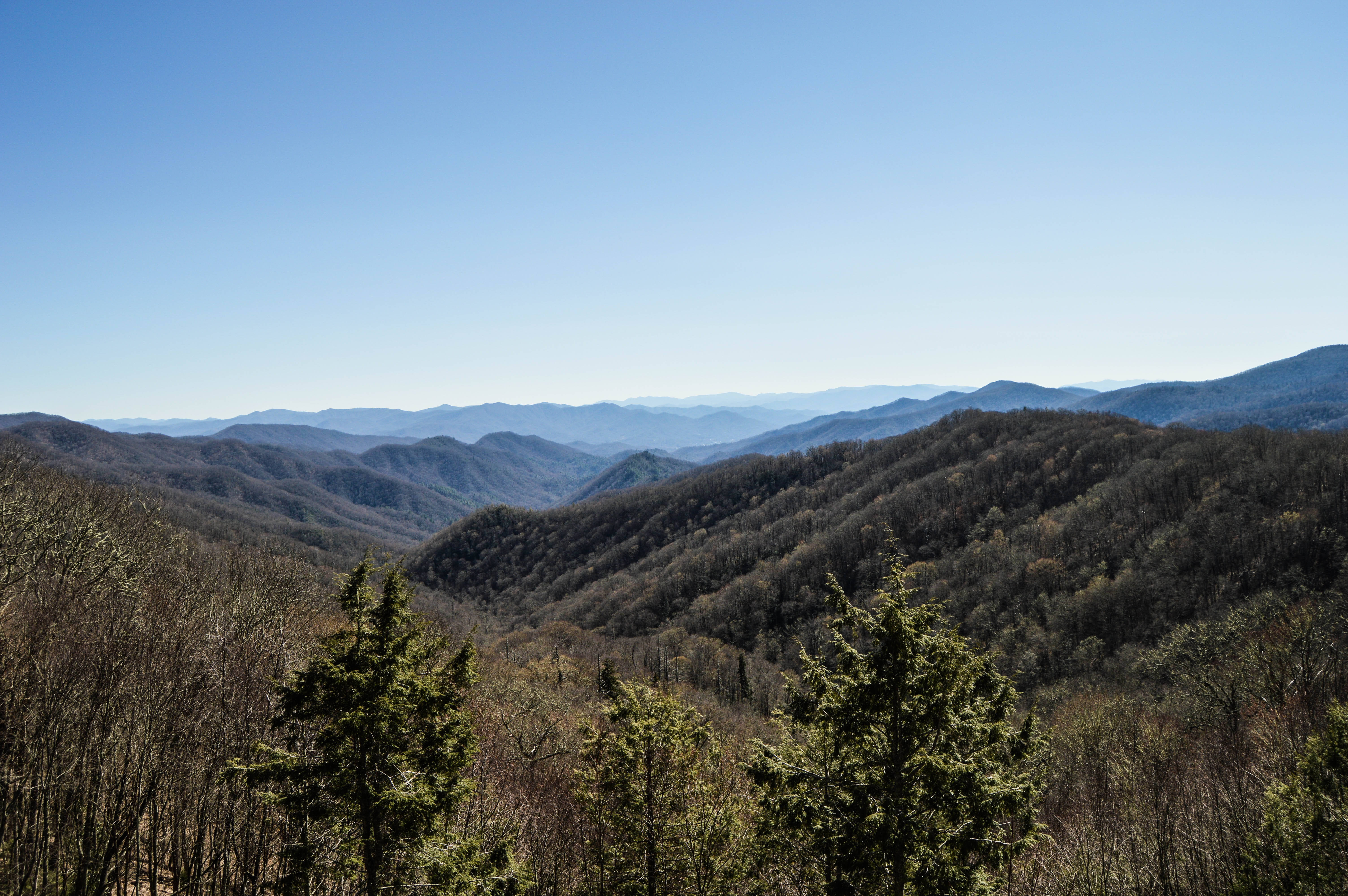 Smoky Mountains, clear blue sky, evergreens, 5K Desktop Wallpaper