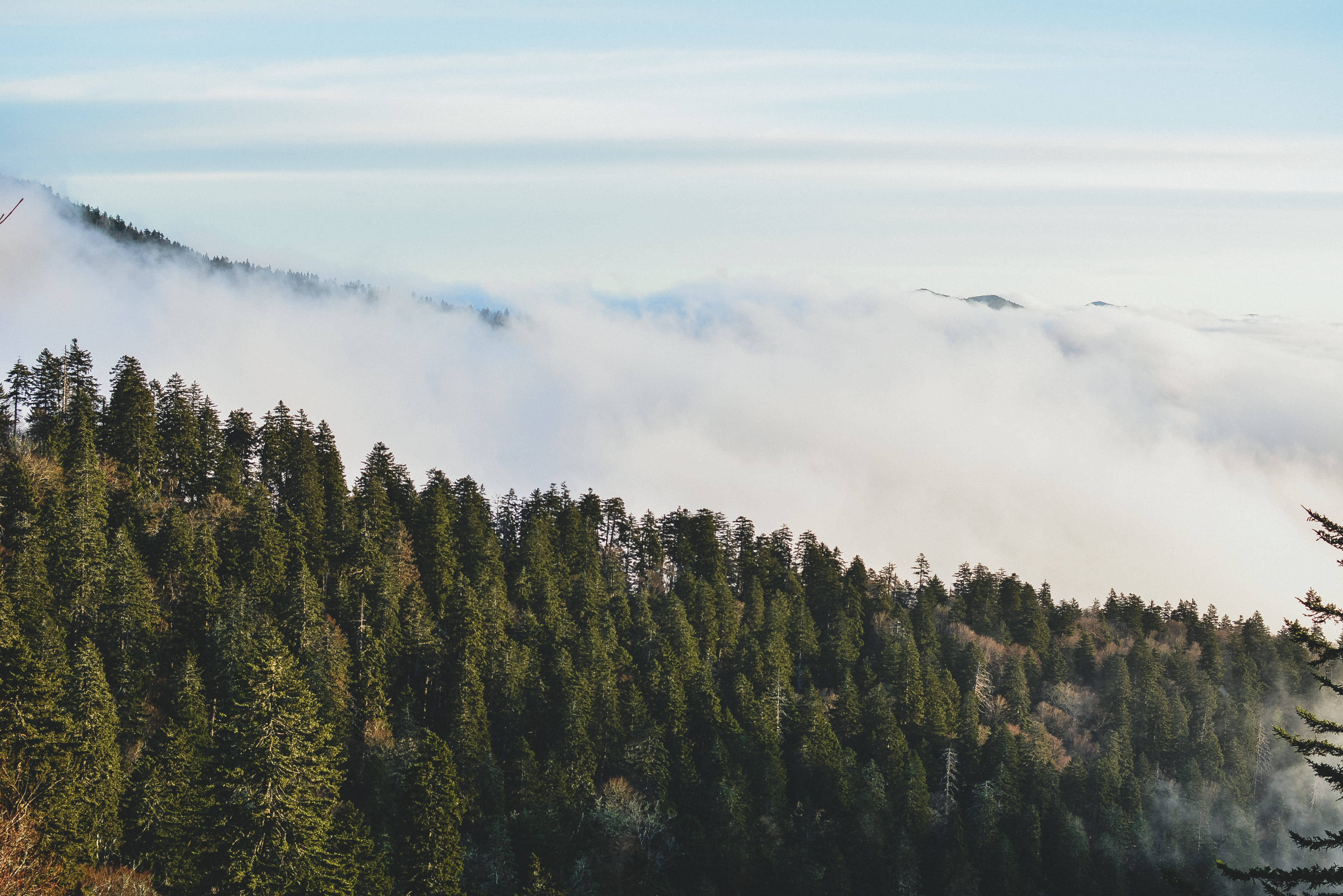 Smoky Mountains, evergreen trees, mist, 4K Desktop Wallpaper