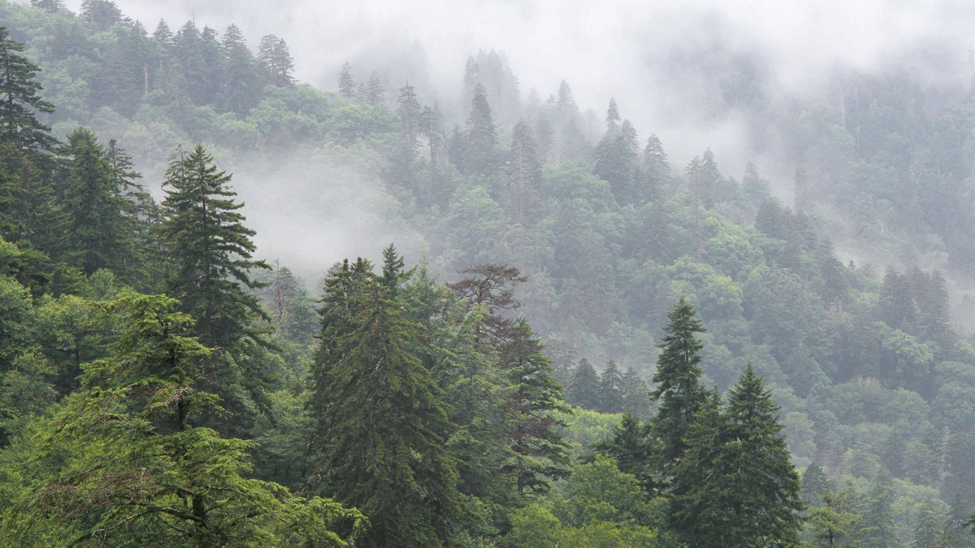 Smoky Mountains, foggy trees, misty forested mountains, Full HD Desktop Wallpaper