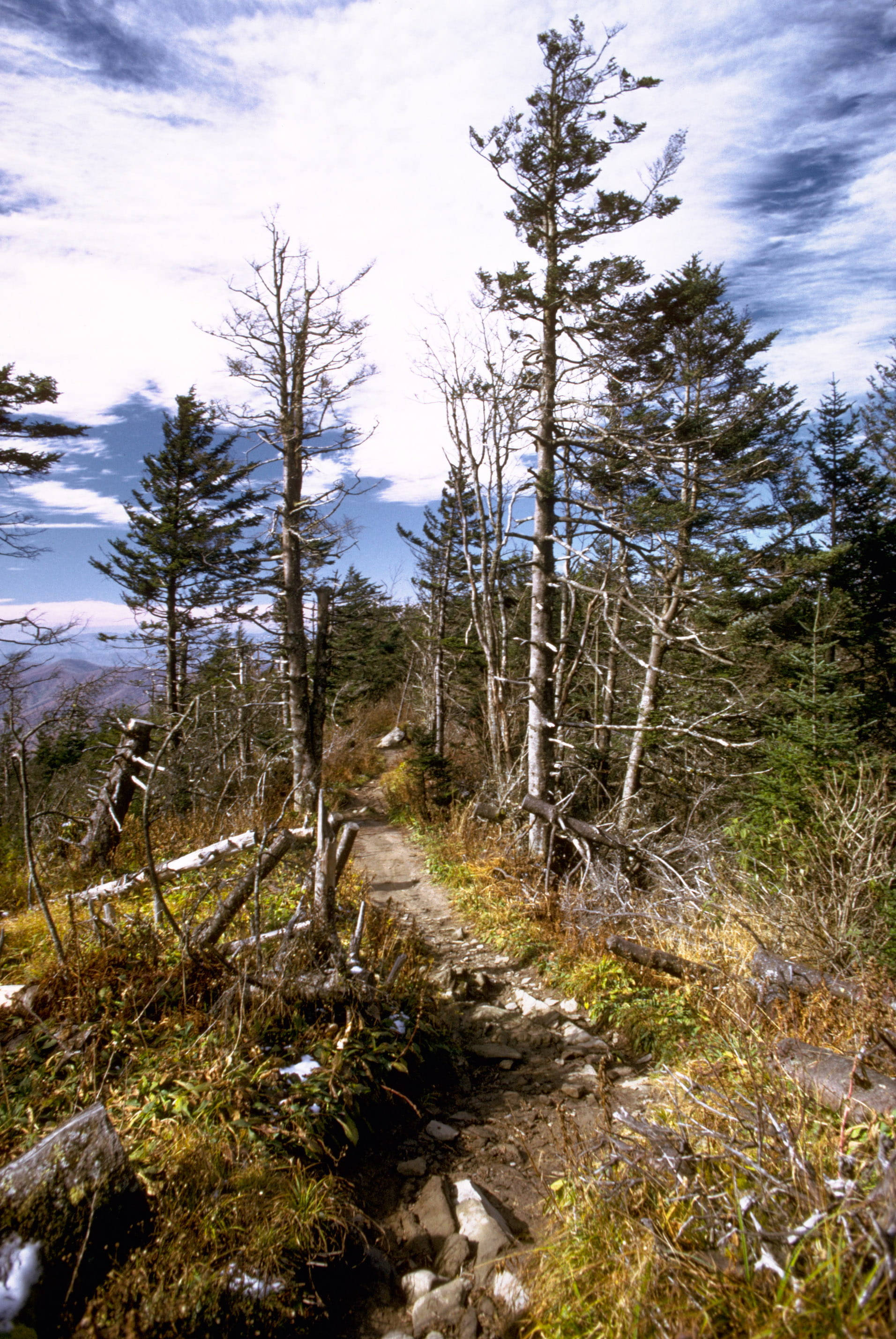 hiking path, Smoky Mountains, dirt trail, 2K Phone Wallpaper