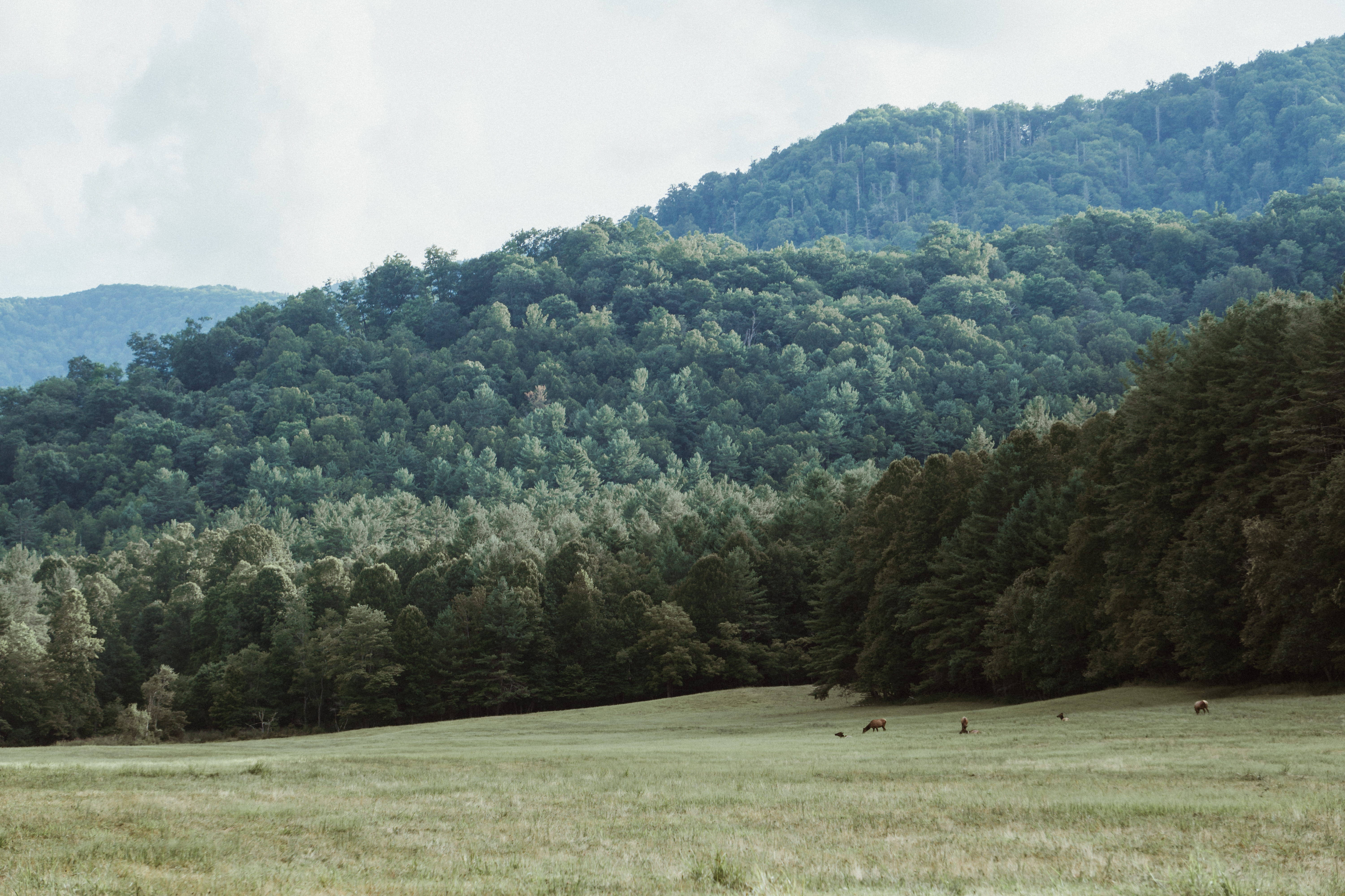 Smoky Mountains, field, trees, 5K Desktop Wallpaper