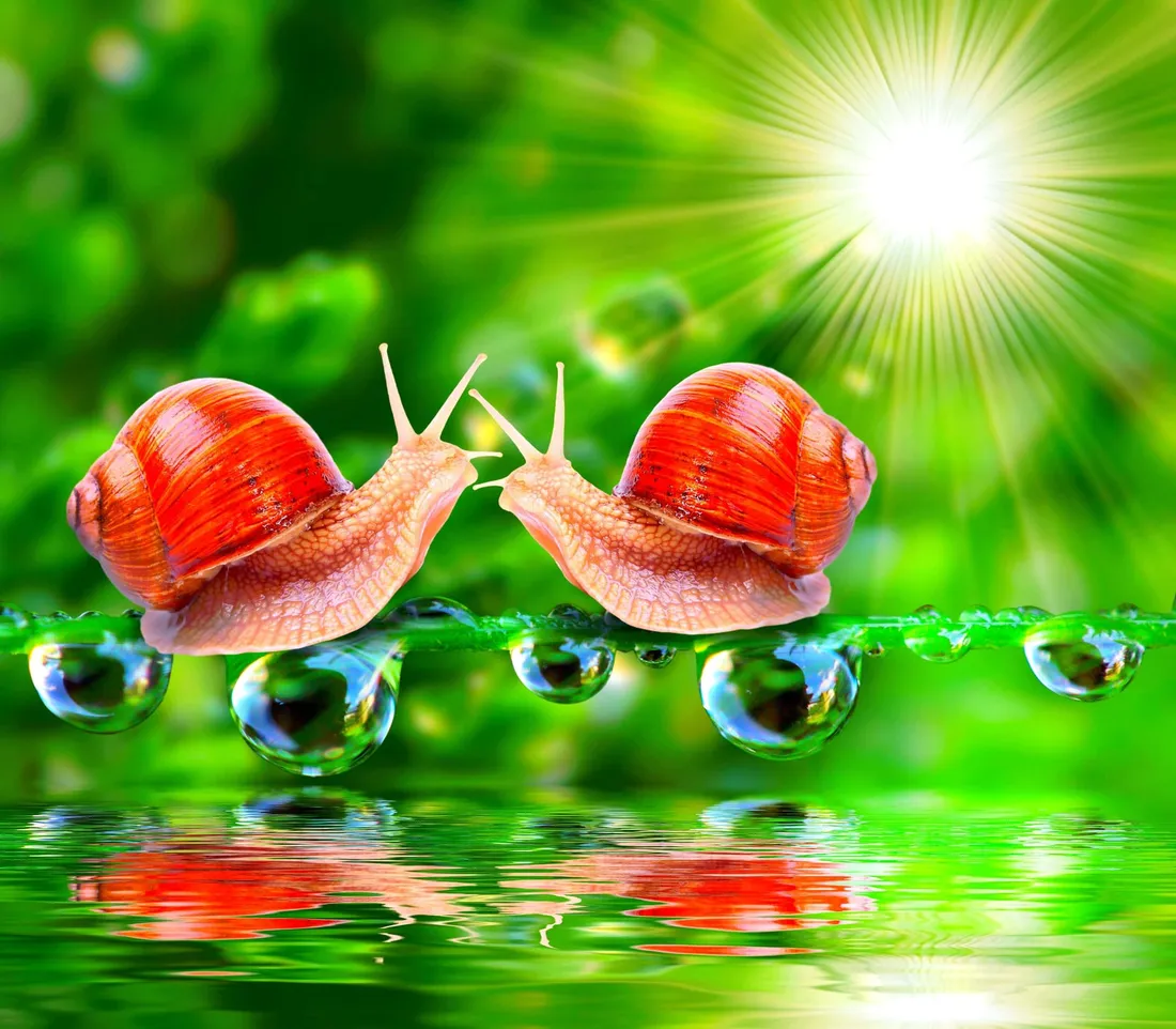 Snails