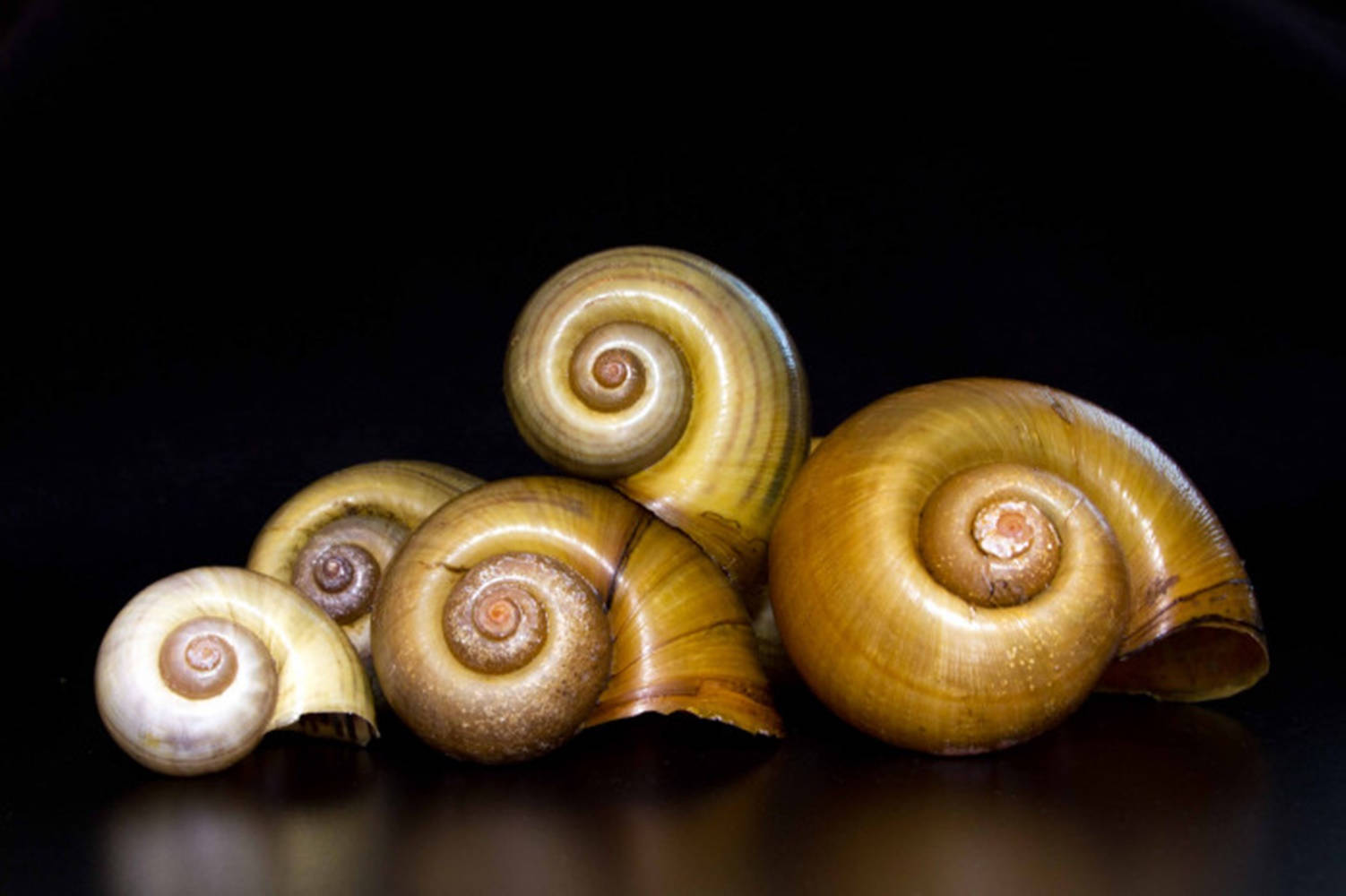 empty brown snail shells, glossy golden-brown, pyramid, HD Desktop Wallpaper