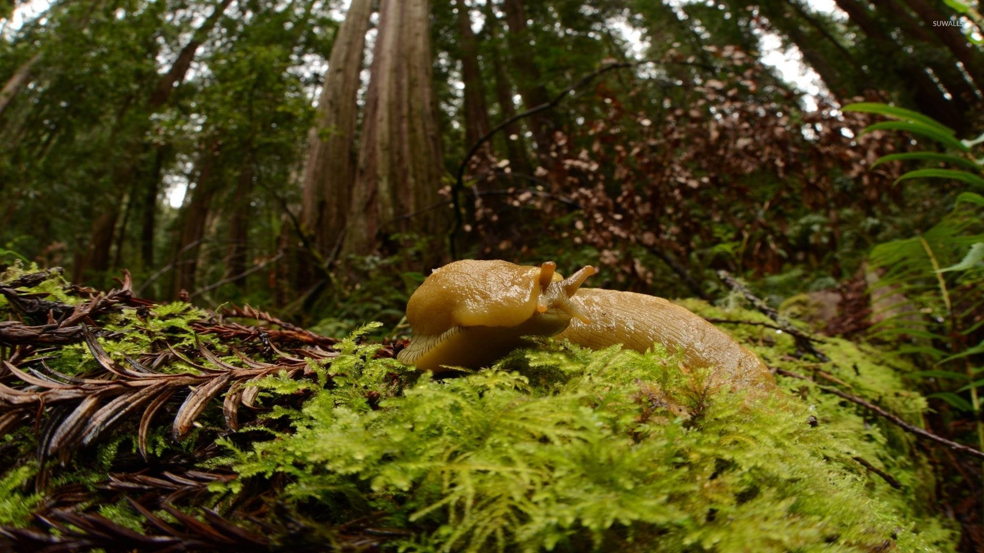 big yellow slug, glossy yellow, vibrant green moss, Full HD Desktop Wallpaper