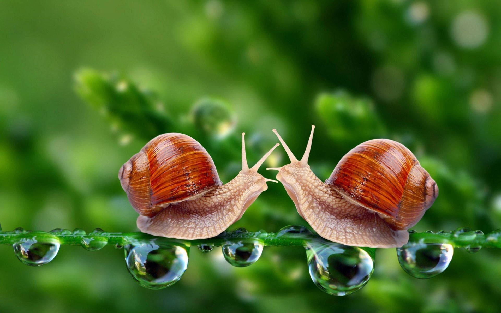 brown shelled snails, dew-covered leaf, vibrant green bokeh background, Full HD Desktop Wallpaper
