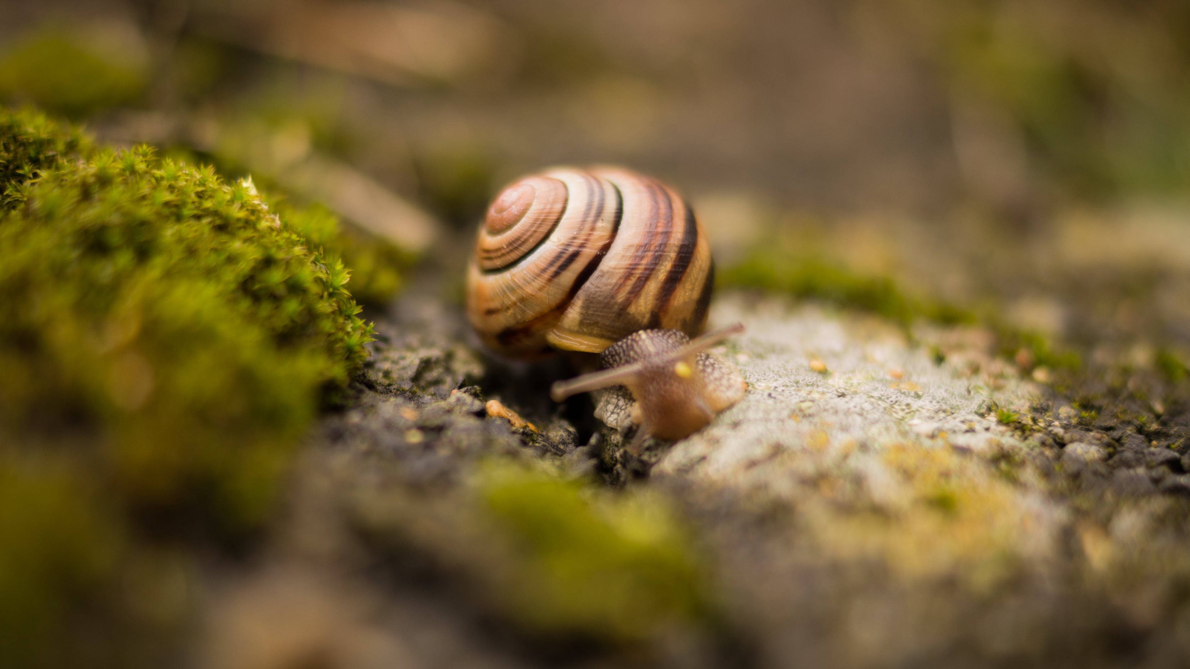 brown black snails, striped snail, mossy stone, 4K Desktop Wallpaper