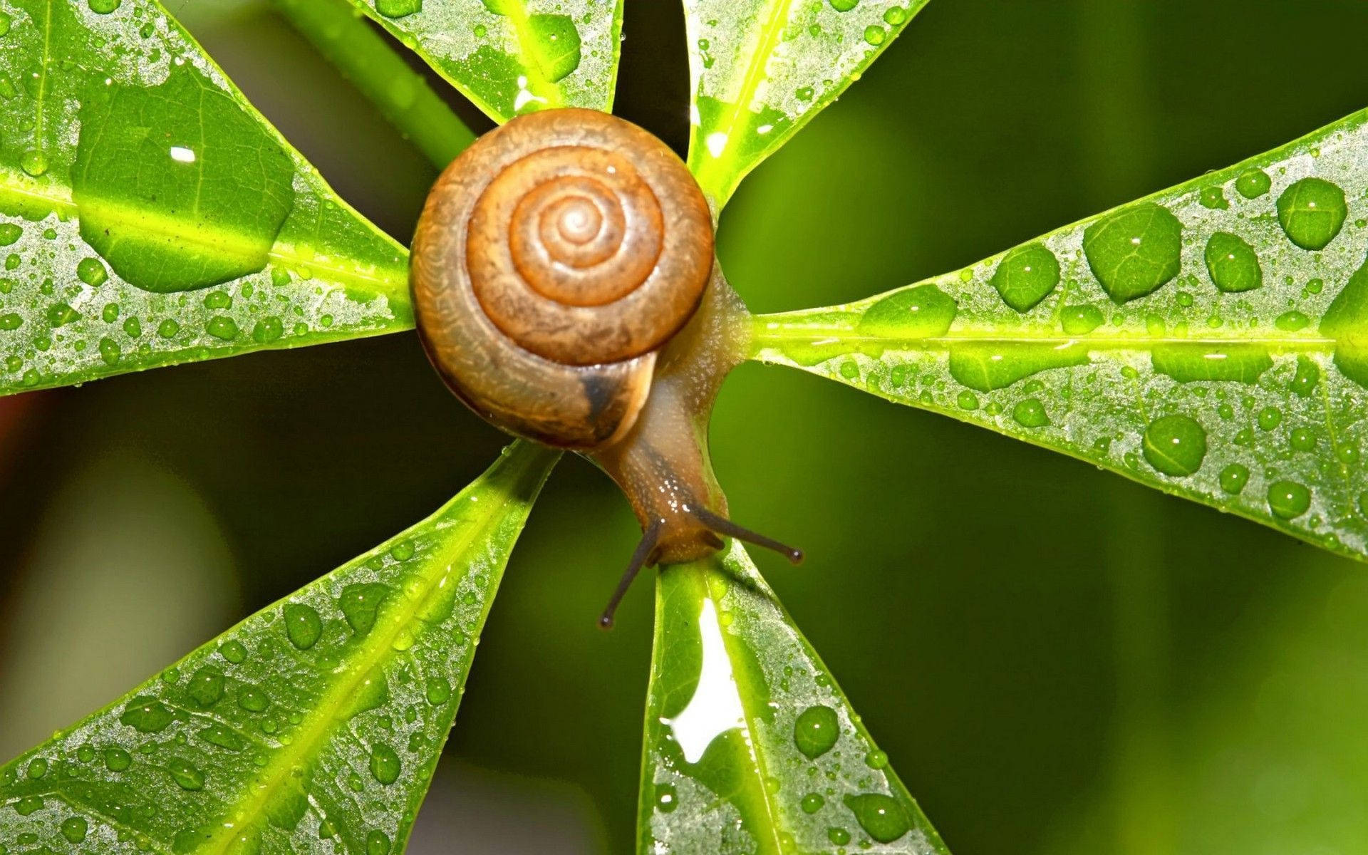 snail, brown snail, vibrant green leaf, Full HD Desktop Wallpaper
