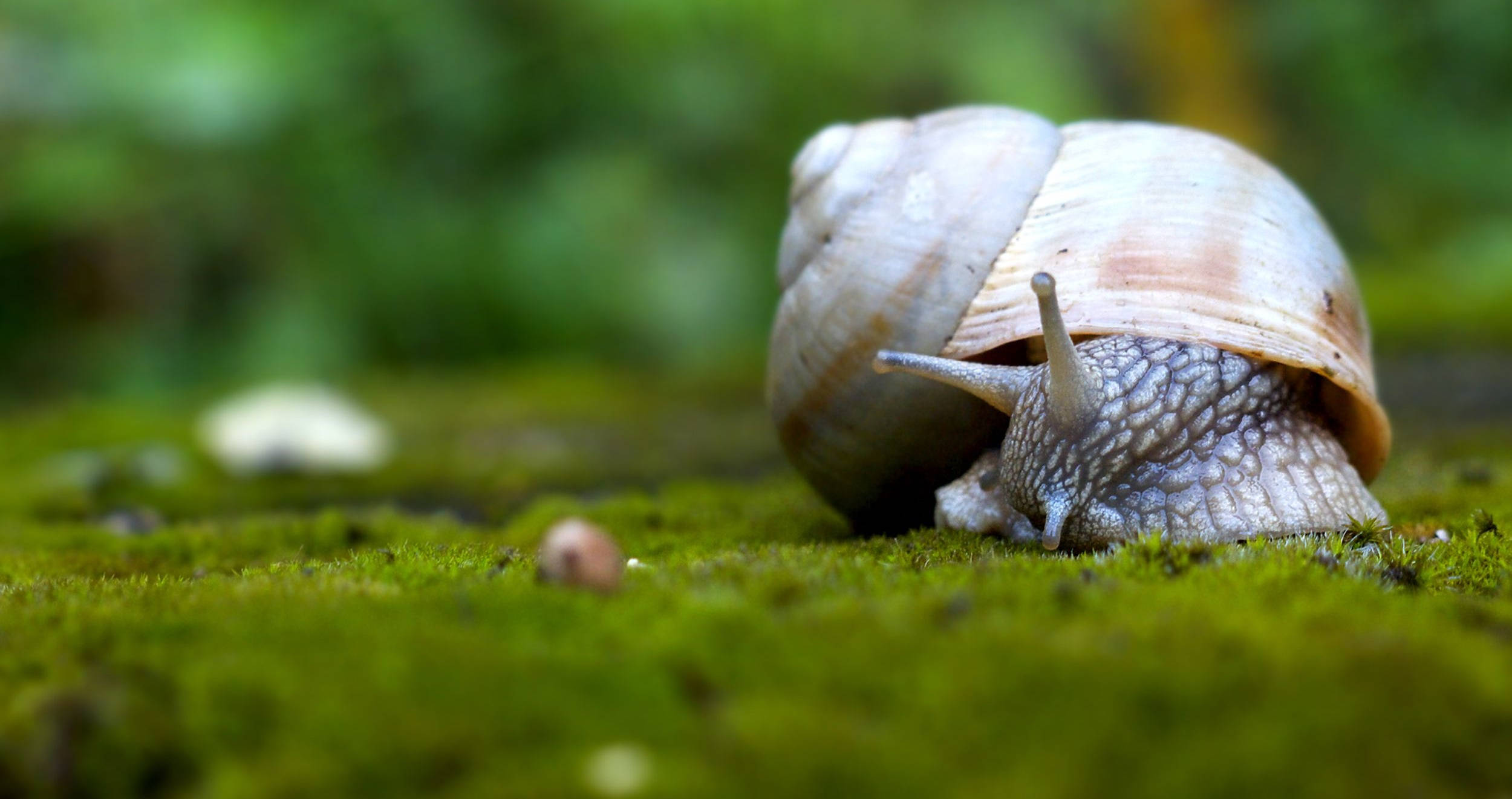 brown white snail, beige shell, vibrant green moss, Full HD Desktop Wallpaper