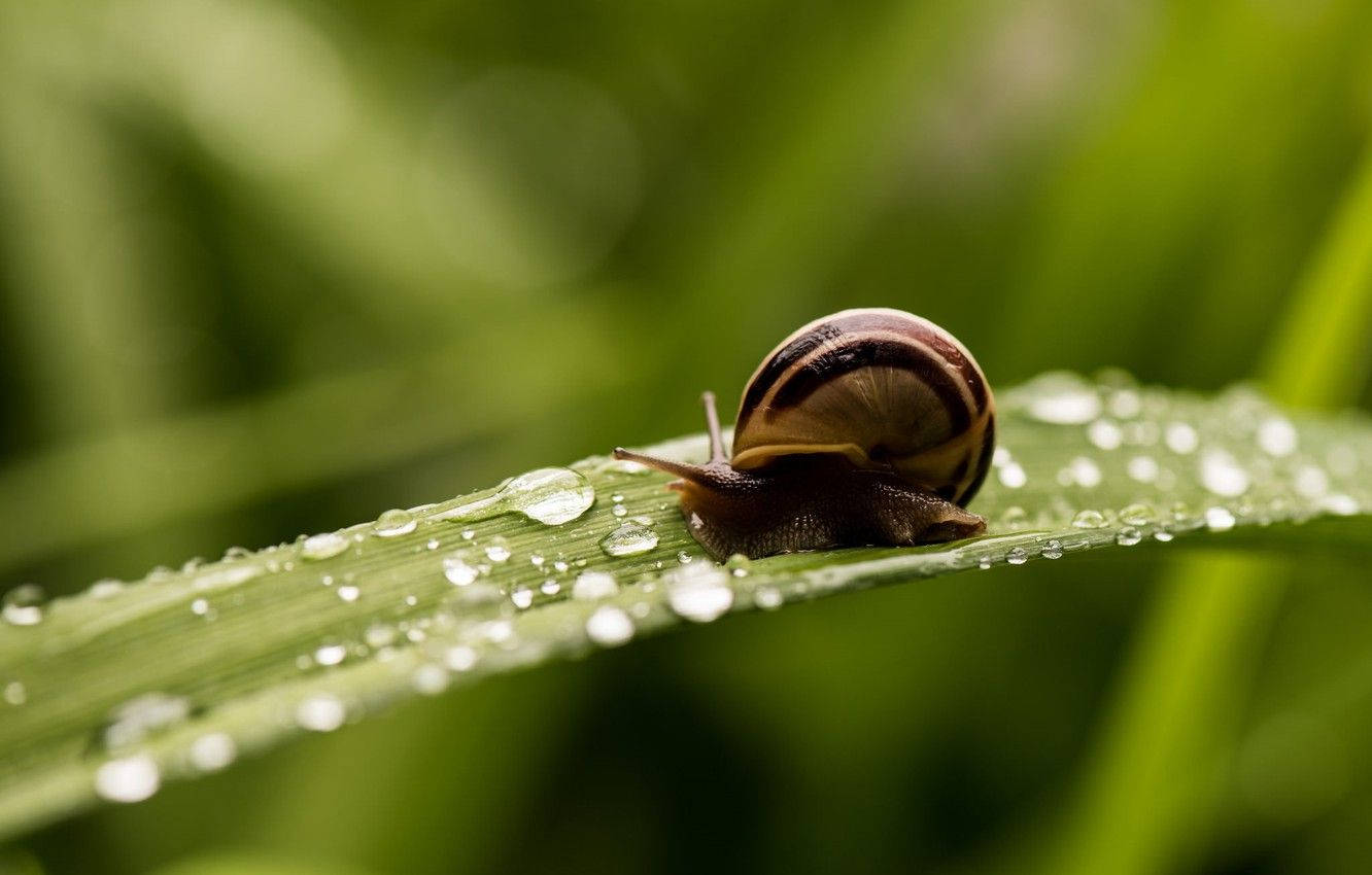 tiny brown snails, striped snail, dew-covered green blade of grass, HD Desktop Wallpaper