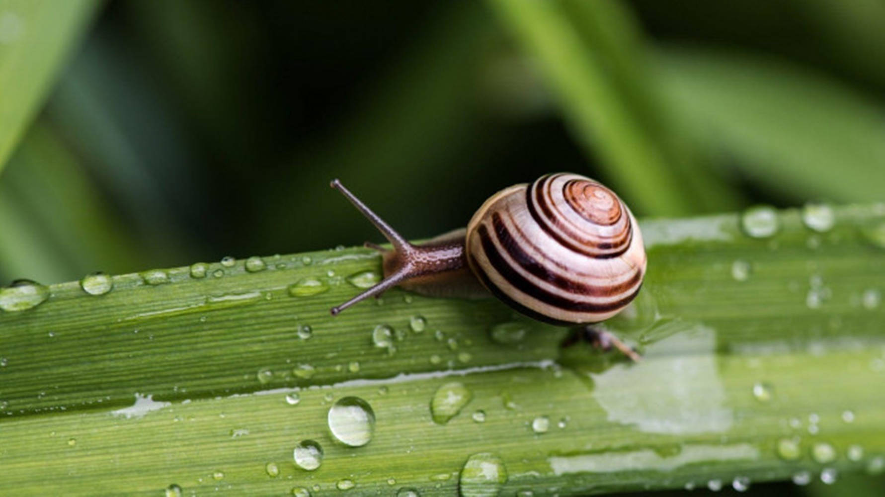 striped snail, dew-covered green blade of grass, blurred leafy background, HD Desktop Wallpaper