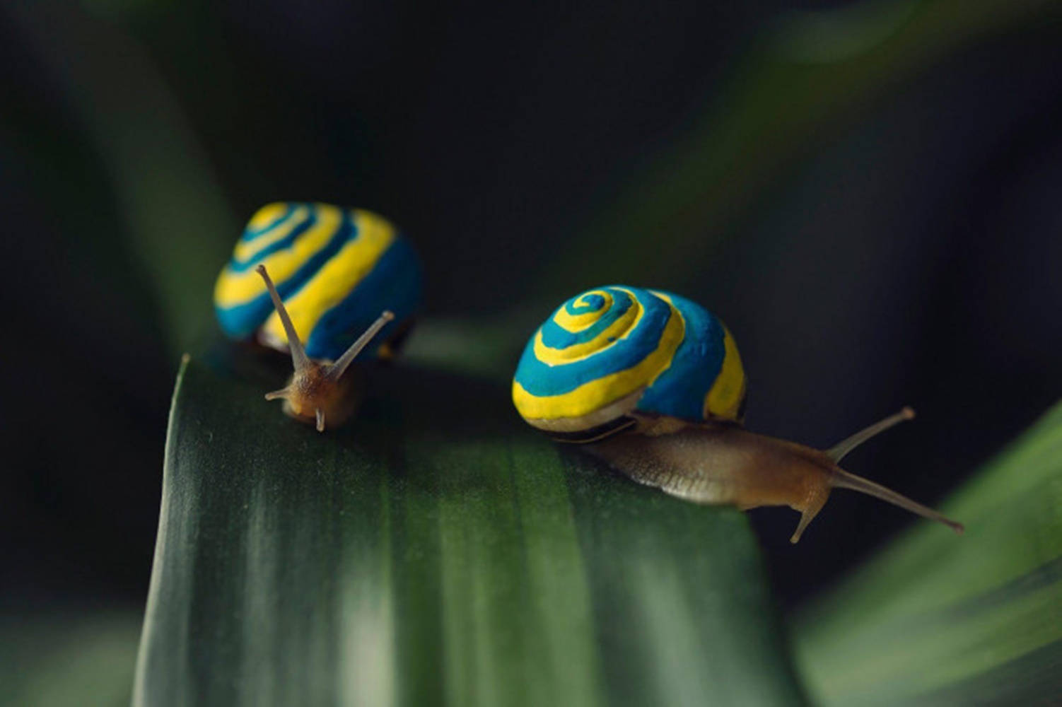 blue yellow snails, vibrant blue and yellow striped shells, glossy green leaf, HD Desktop Wallpaper