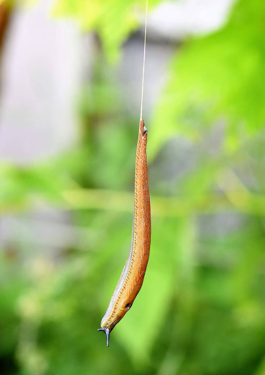 hanging yellow slug, brown slug, thin thread, HD Phone Wallpaper