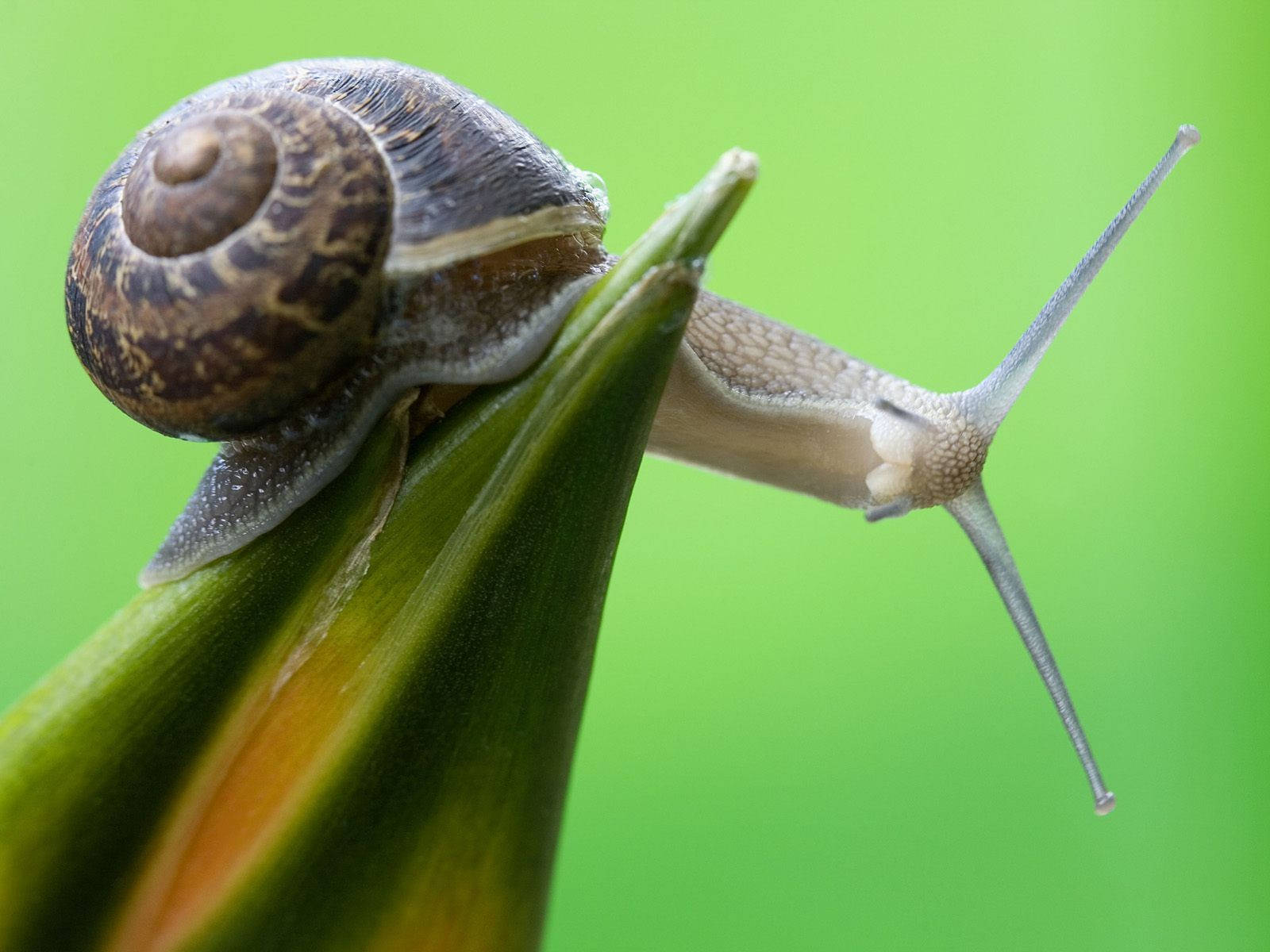 grey horned snail, brown snail, spiraled shell, HD Desktop Wallpaper
