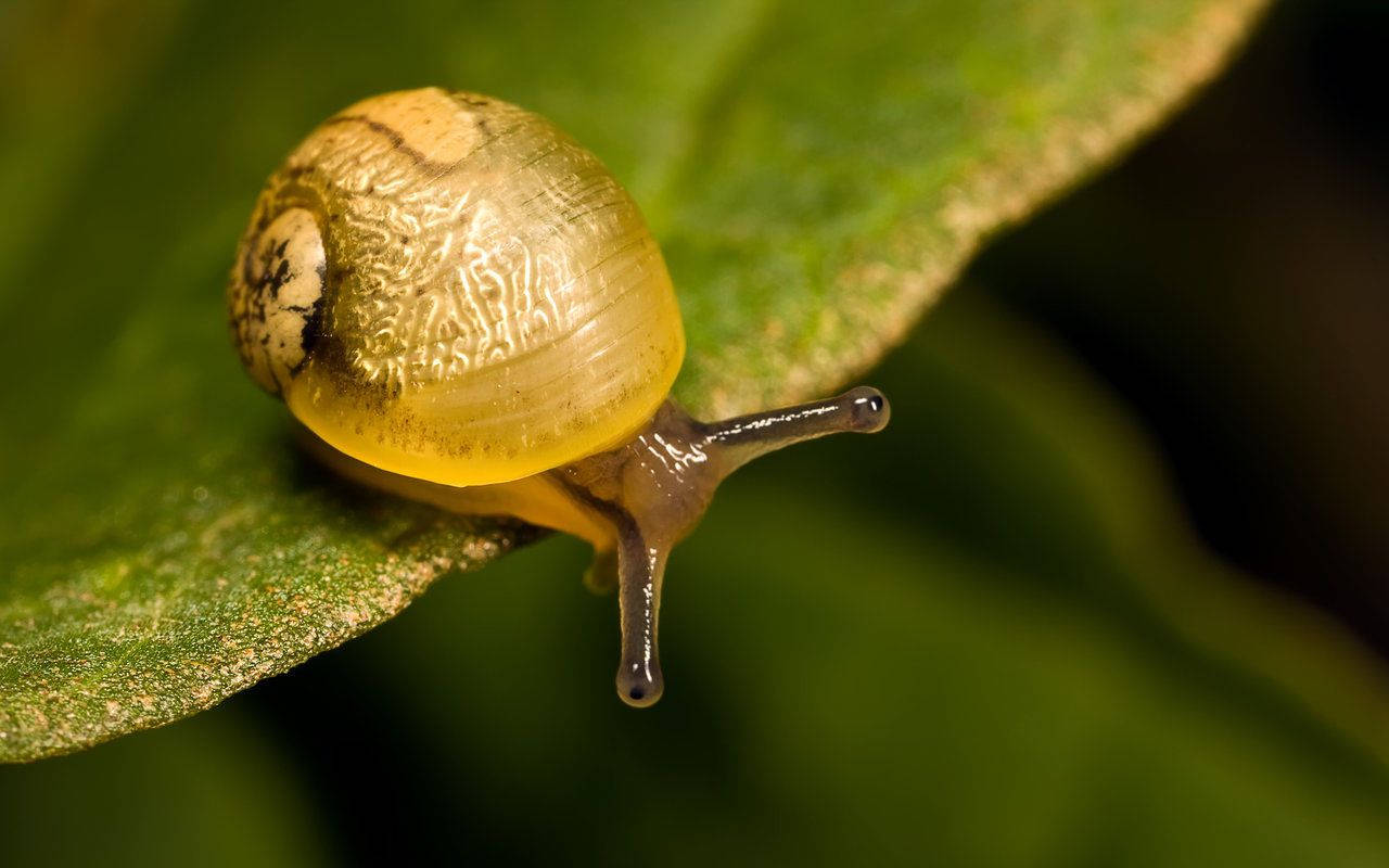 golden brown snail, translucent yellow shell, vibrant green leaf, HD Desktop Wallpaper