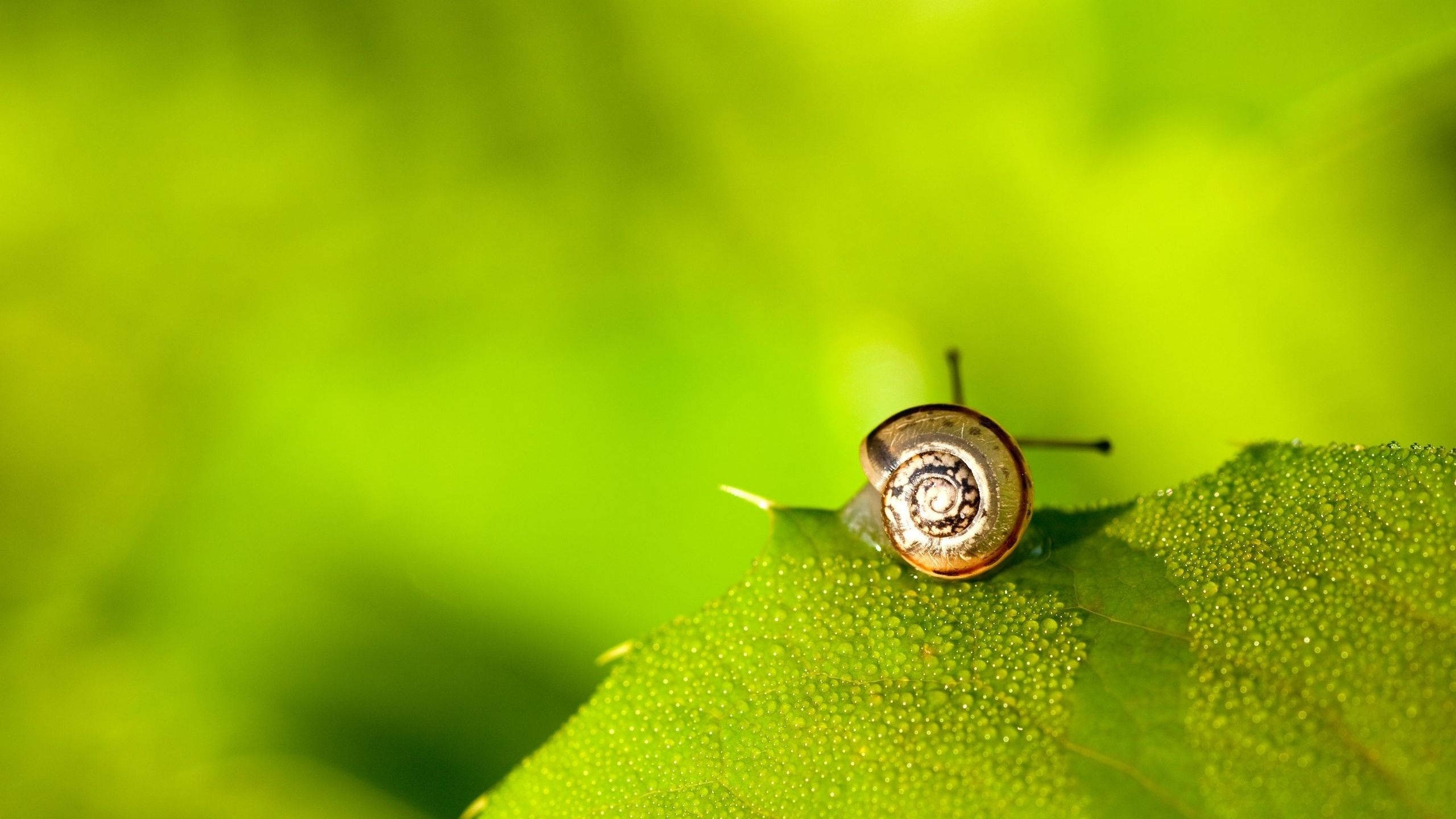 black, green, tiny snail, 2K Desktop Wallpaper