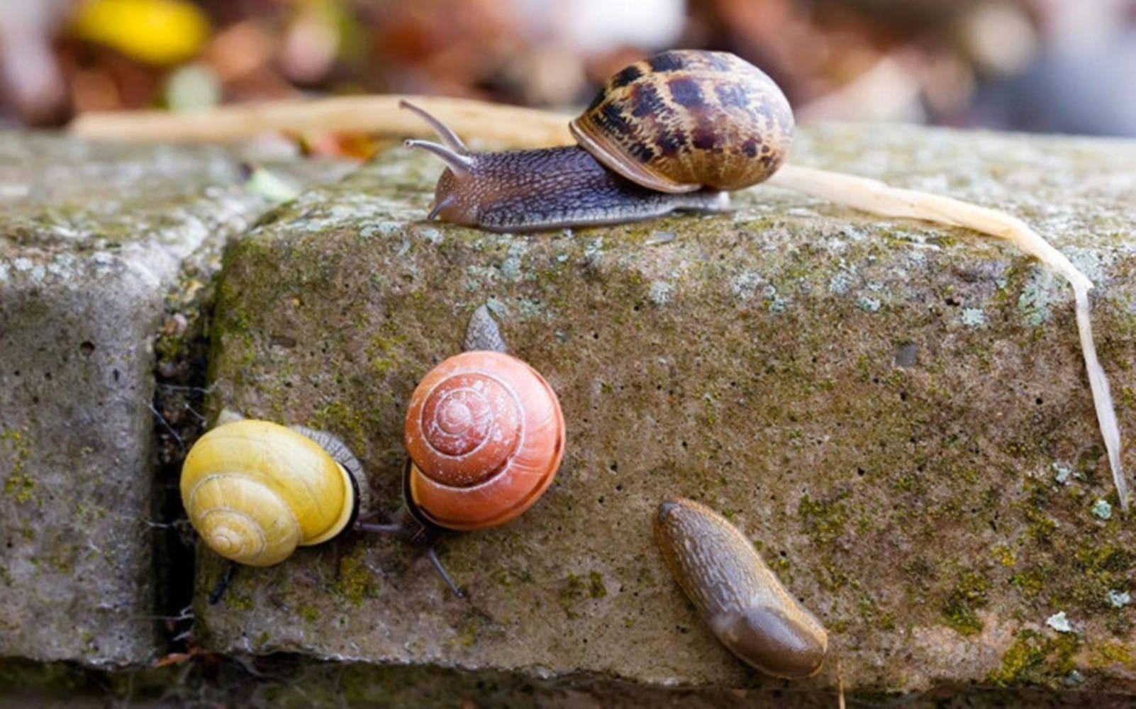 colorful snails, slug, mossy concrete ledge, HD Desktop Wallpaper