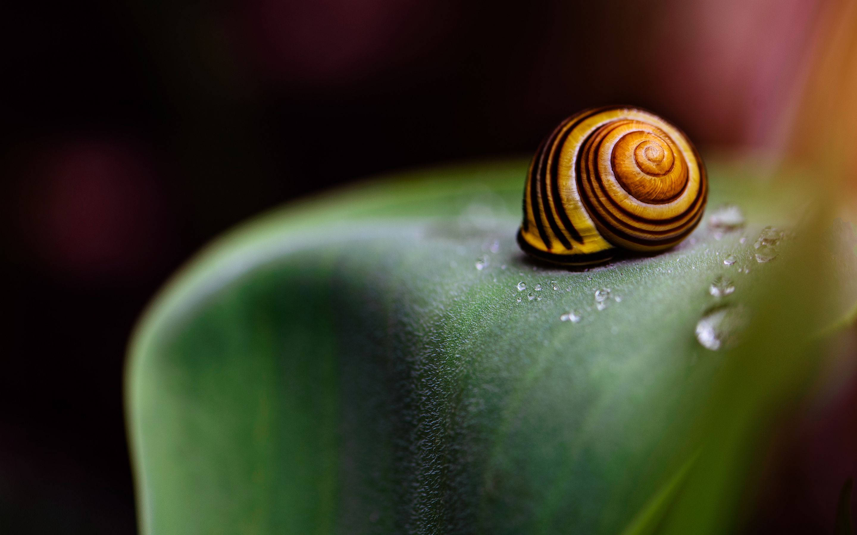 snail, striped snail shell, dew-kissed green leaf, 2K Desktop Wallpaper