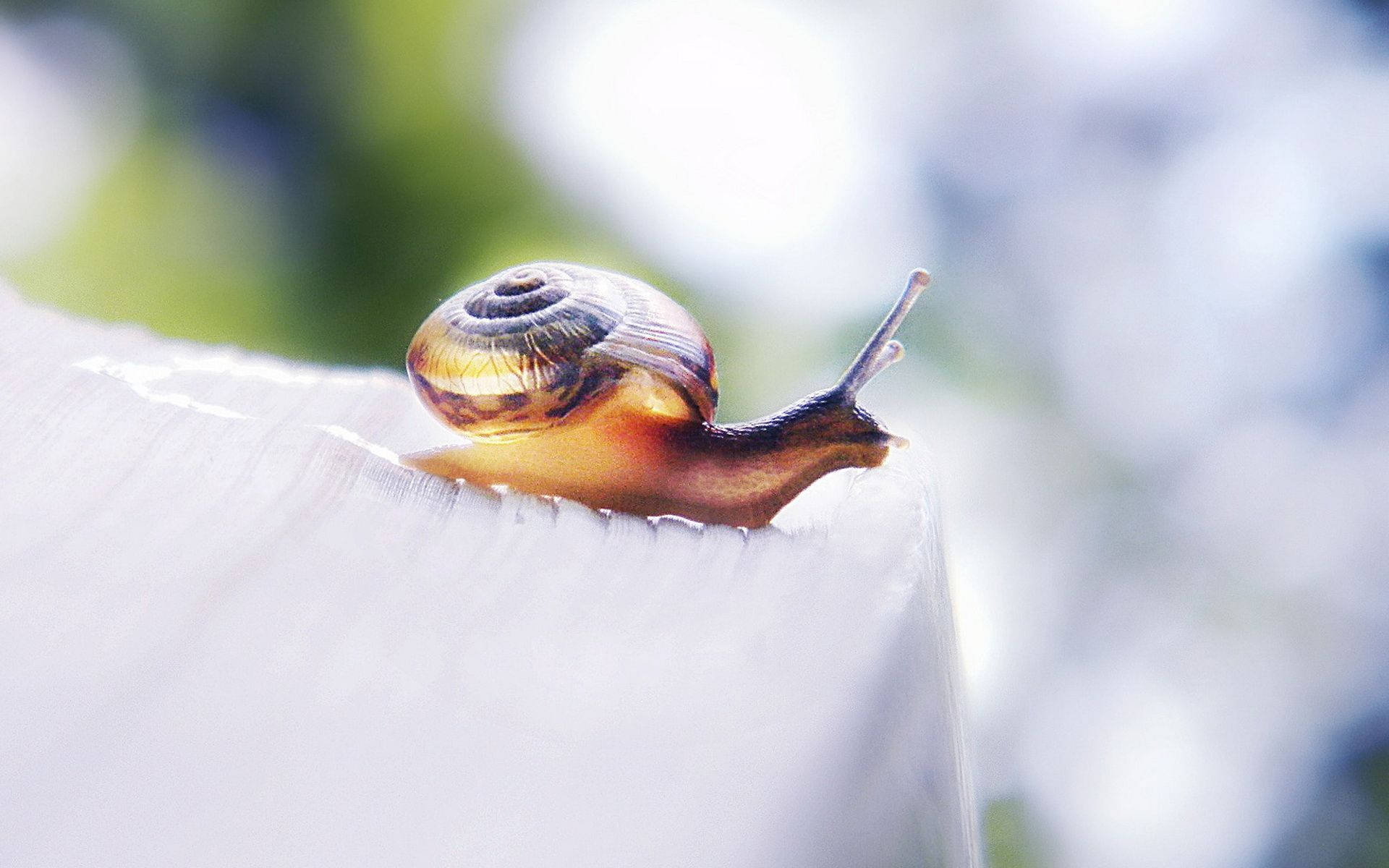 brown white snail, striped shell, white wooden surface, Full HD Desktop Wallpaper