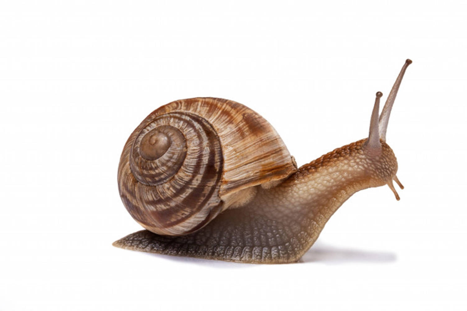 burgundy snail, white background, brown snail, HD Desktop Wallpaper