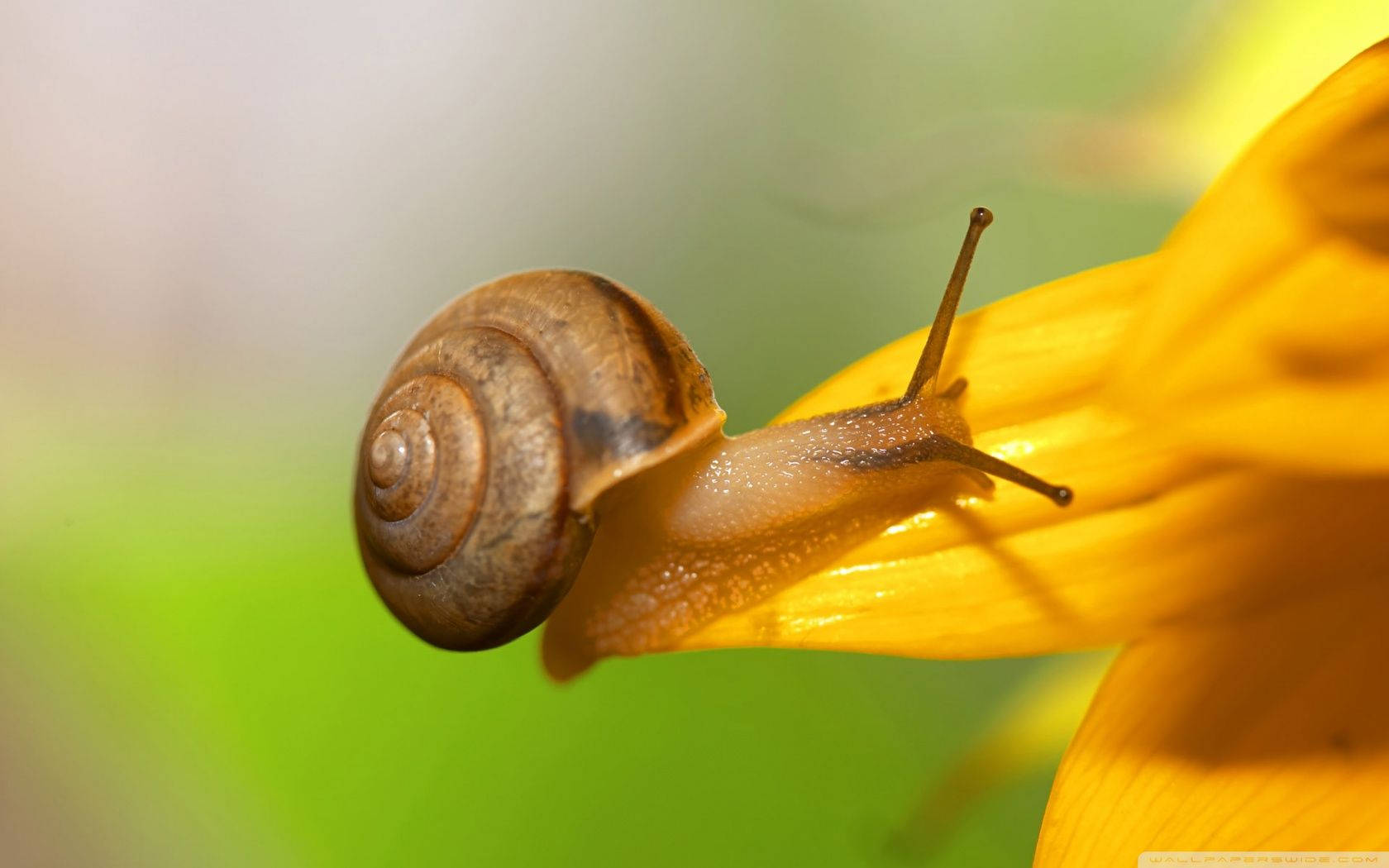 brown snail, bright yellow flower petal, soft green background, HD Desktop Wallpaper
