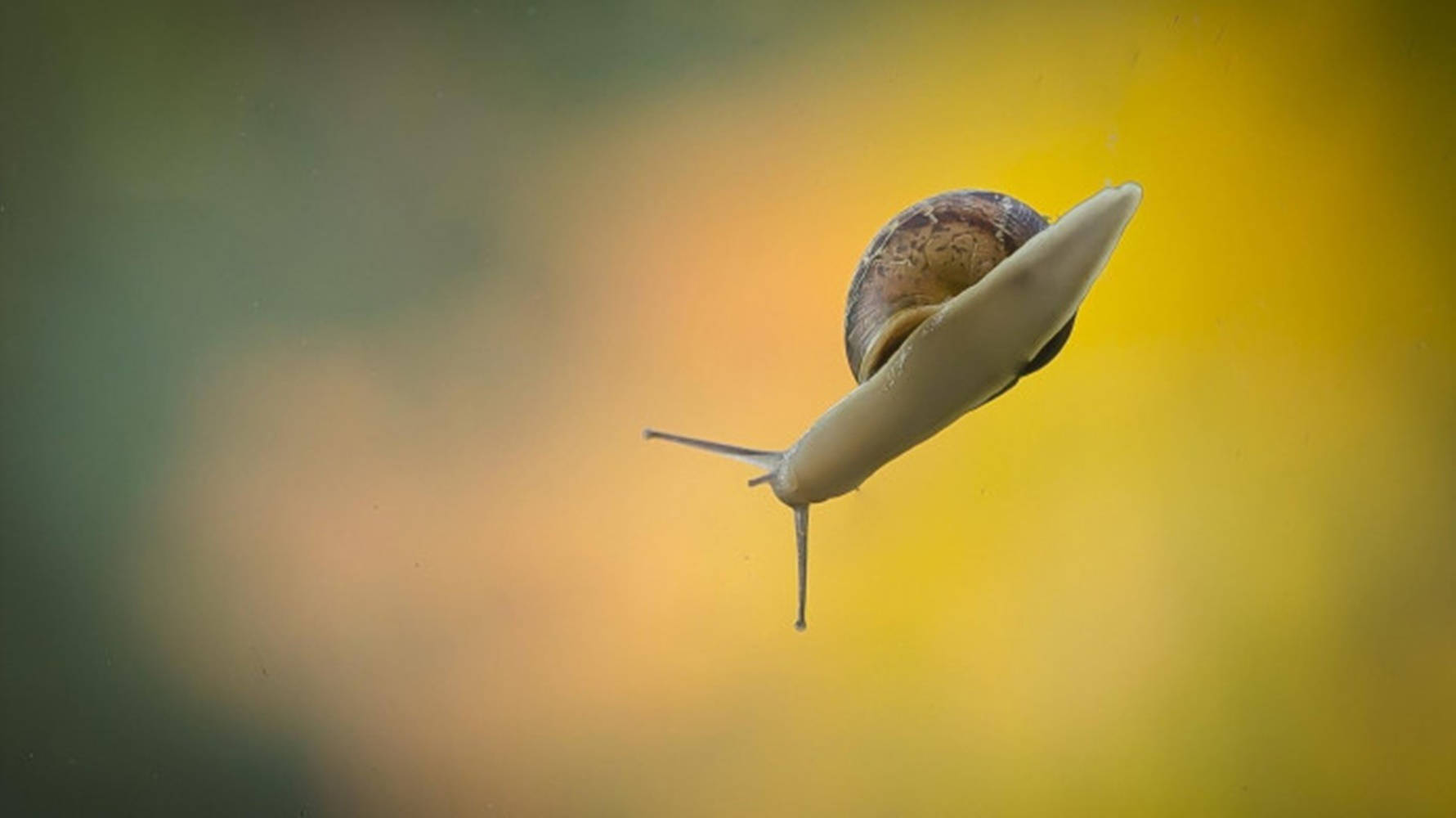 flying white snail, warm yellow, green hues, HD Desktop Wallpaper