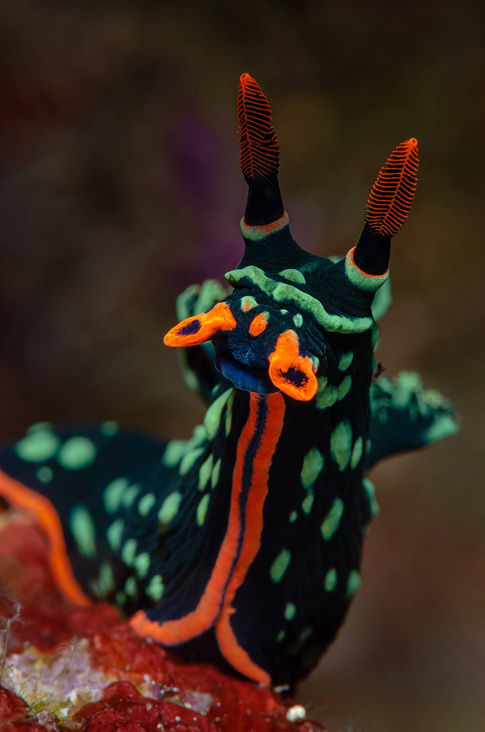 neon blue sea slug, black nudibranch, neon orange, Full HD Phone Wallpaper
