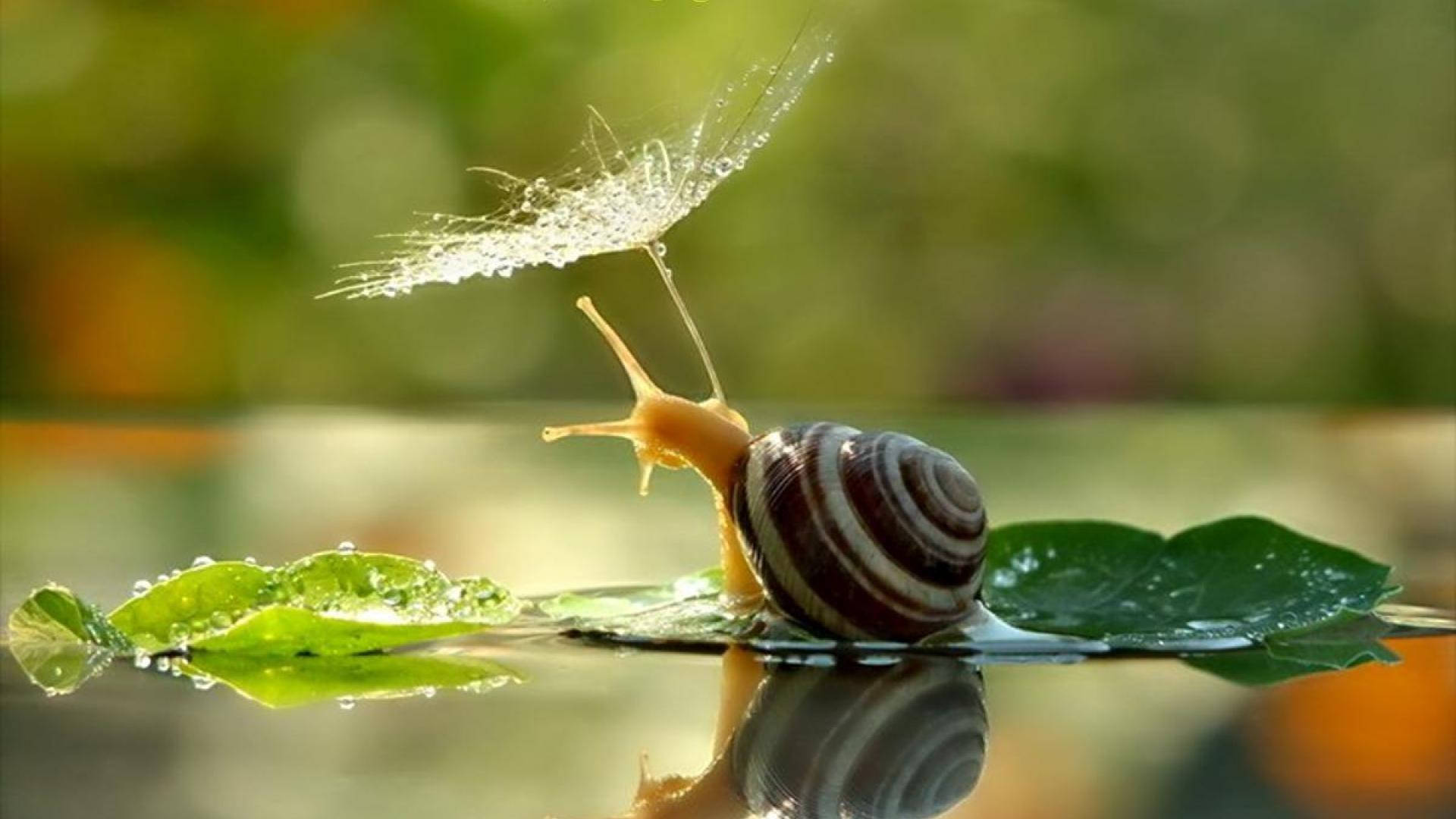 snail, dew-covered leaf, water, Full HD Desktop Wallpaper