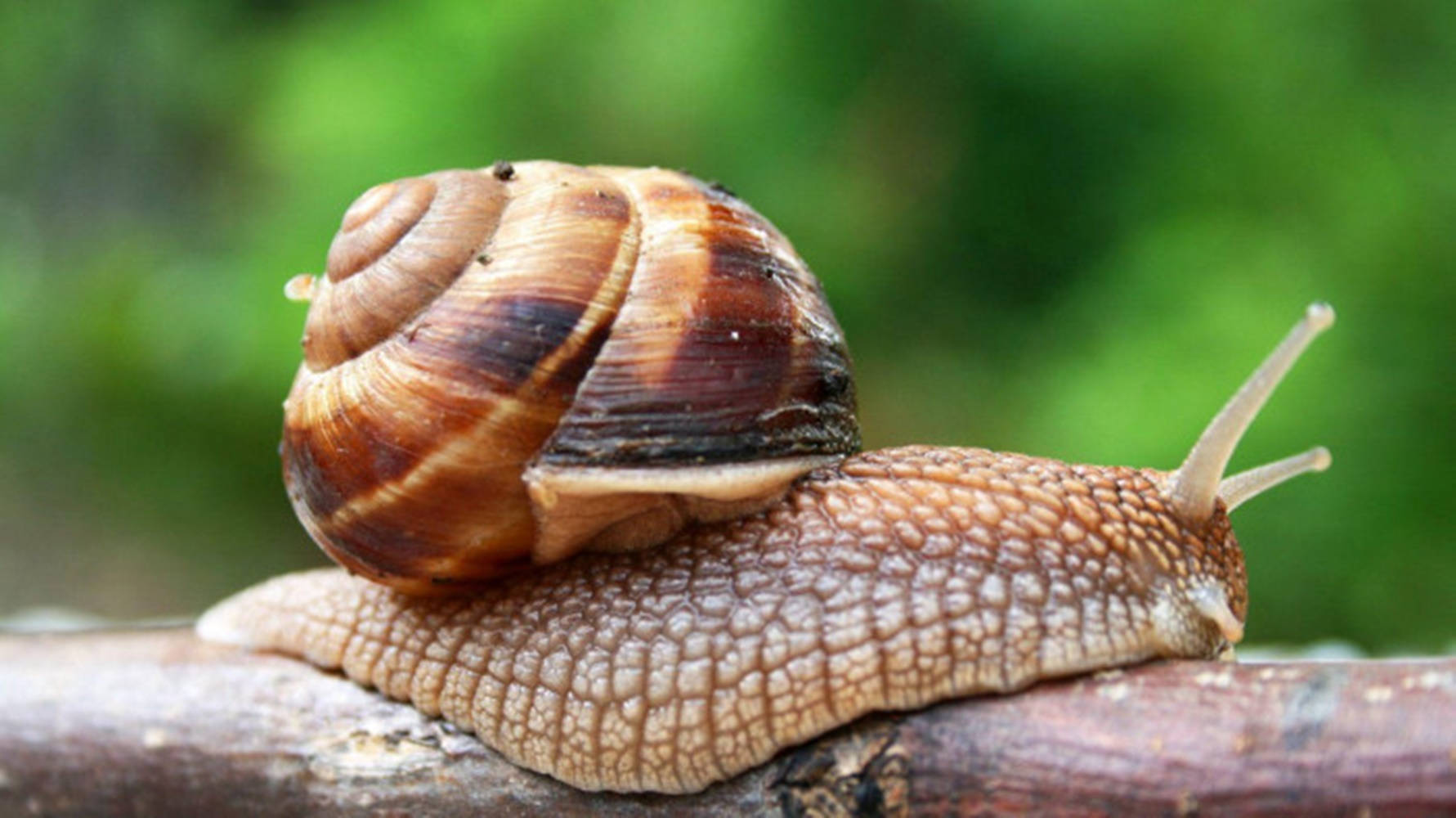 common brown snail, brown and tan snail, spiraled shell, HD Desktop Wallpaper