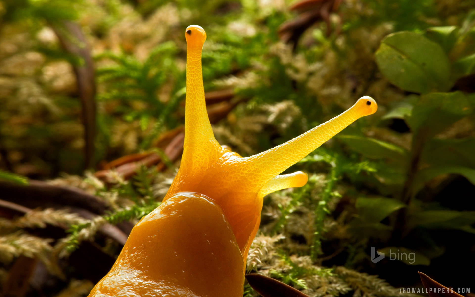 yellow slug, mossy forest floor, dappled sunlight, Full HD Desktop Wallpaper