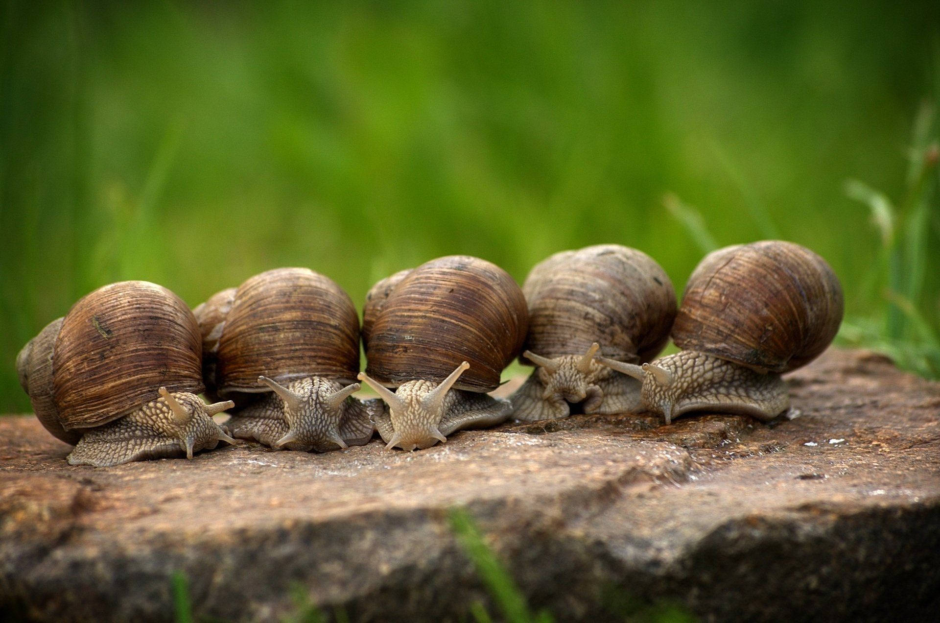 burgundy snails, garden snails, mossy stone, Full HD Desktop Wallpaper