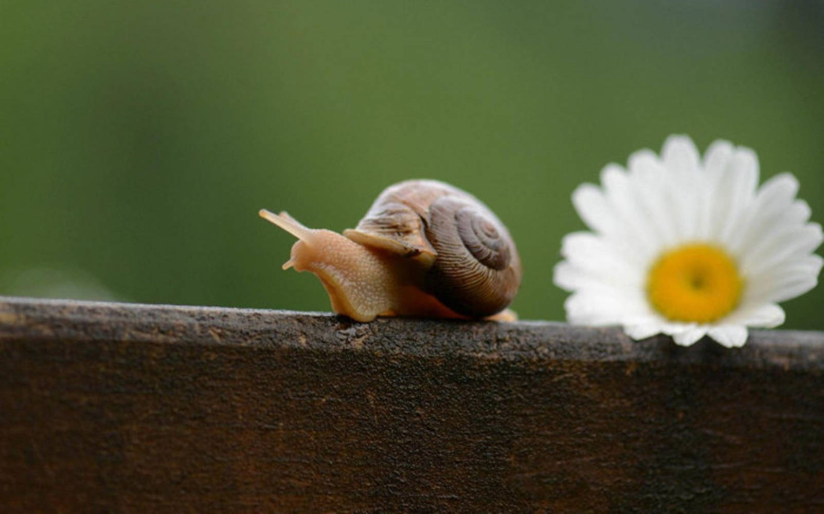 snail, white daisy, yellow center, HD Desktop Wallpaper