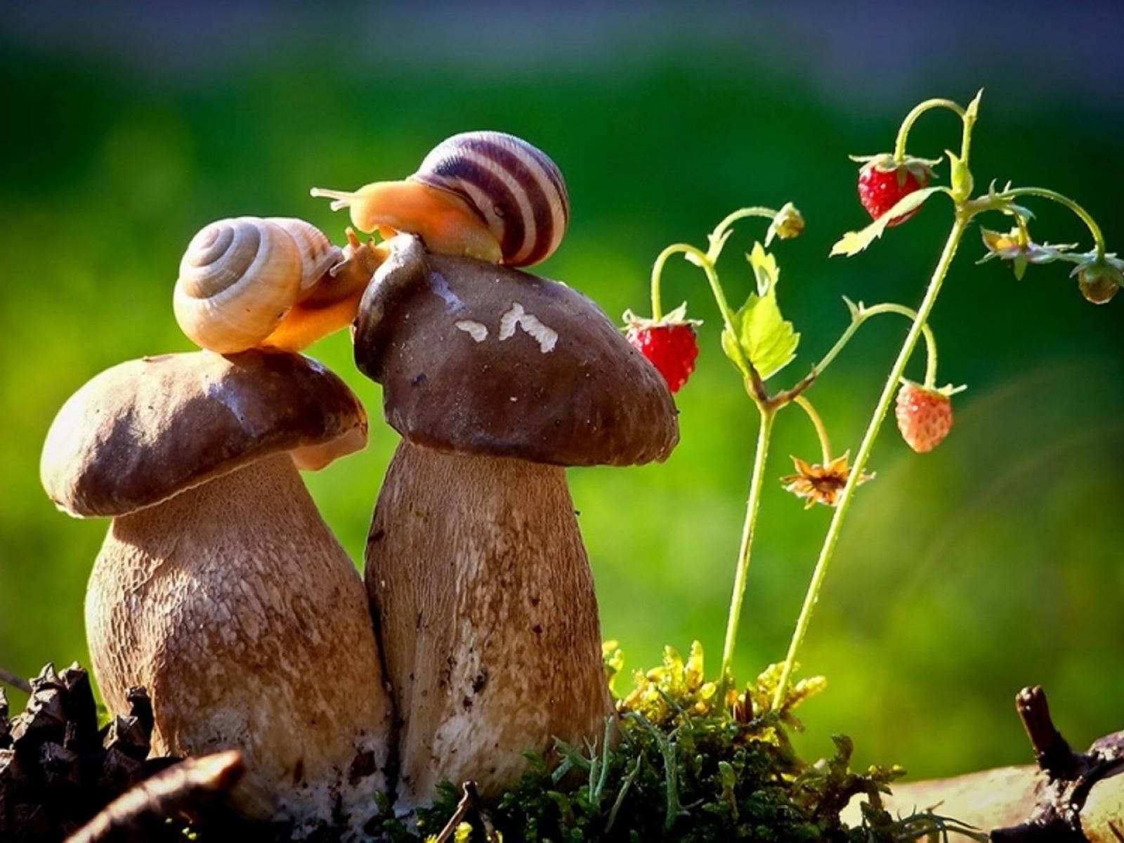 mushroom snails couple, forest mushrooms, ripening strawberries, HD Desktop Wallpaper