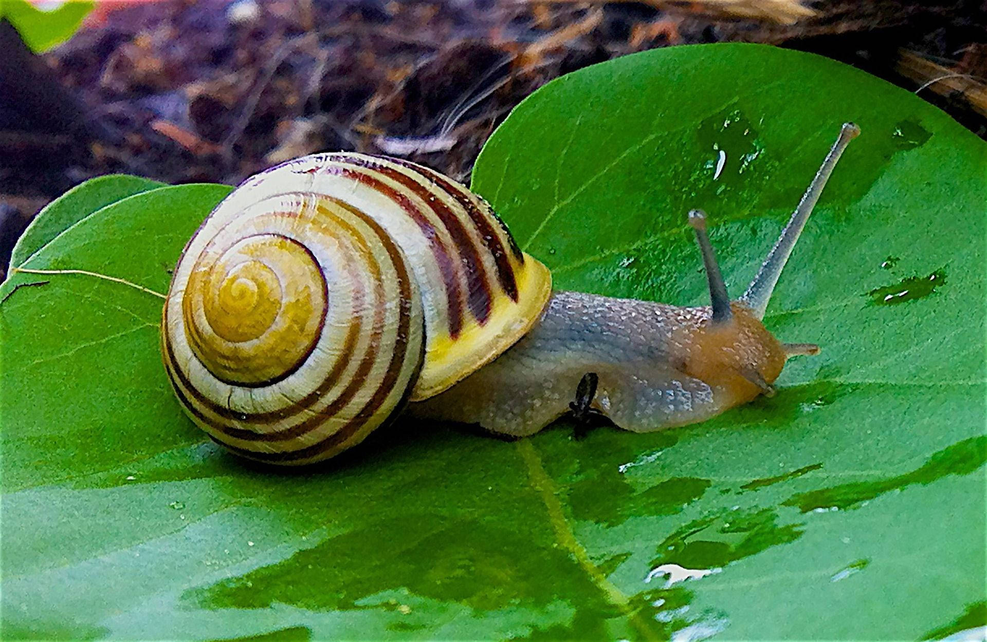 yellow brown snail, striped snail, yellow and brown shell, Full HD Desktop Wallpaper