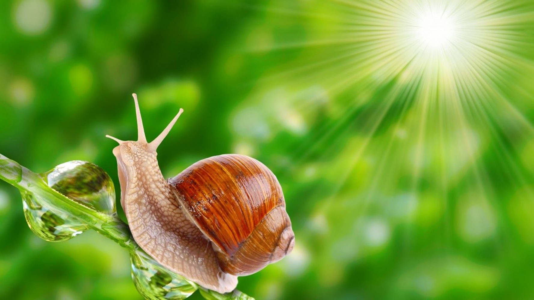 snail, sunshine, dew-covered leaf, HD Desktop Wallpaper