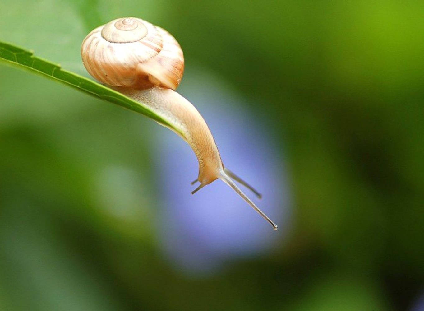 pale brown snail, vibrant green leaf, soft blurred background, HD Desktop Wallpaper