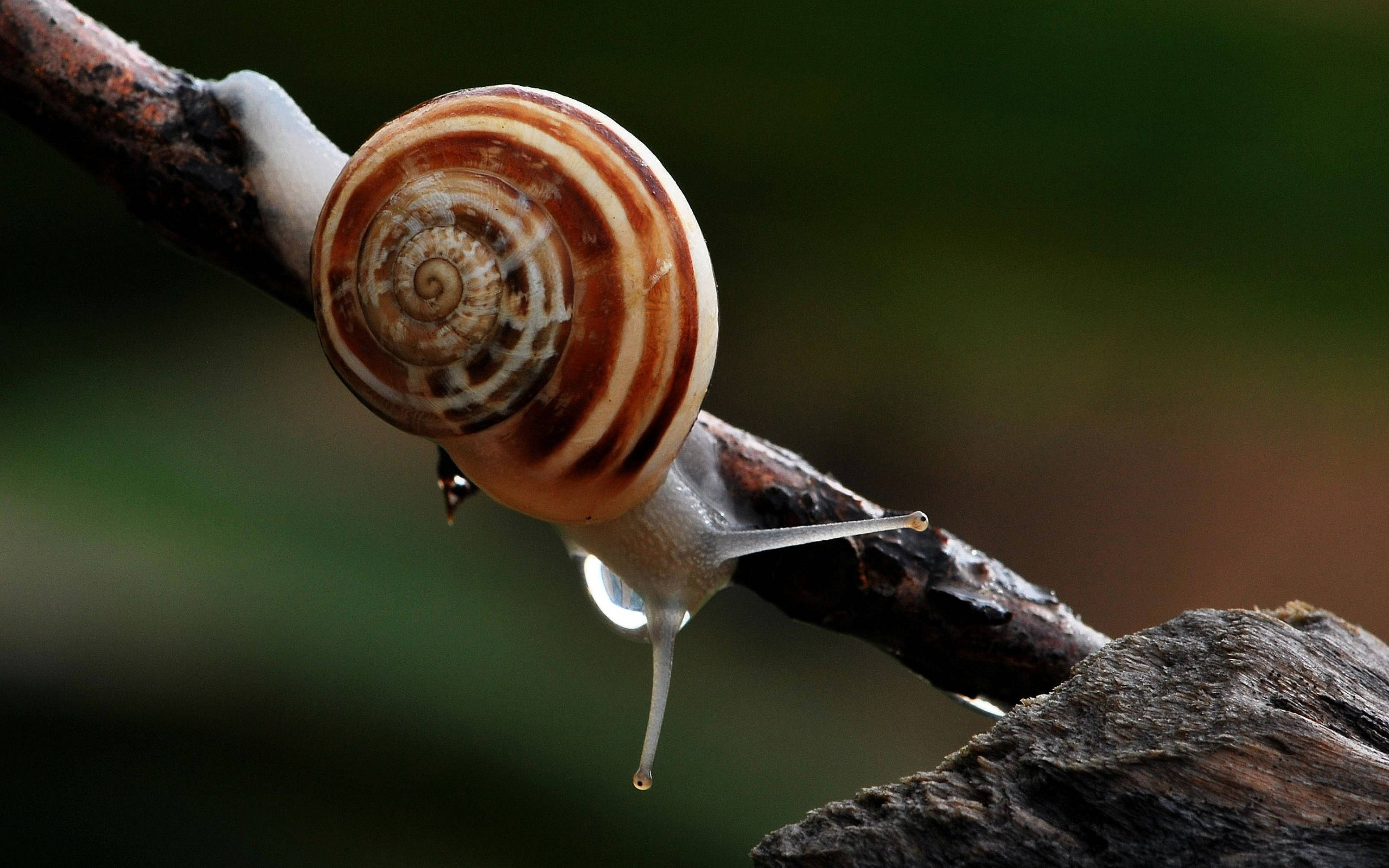 grey white snail, brown and white striped snail, dark textured branch, 4K Desktop Wallpaper