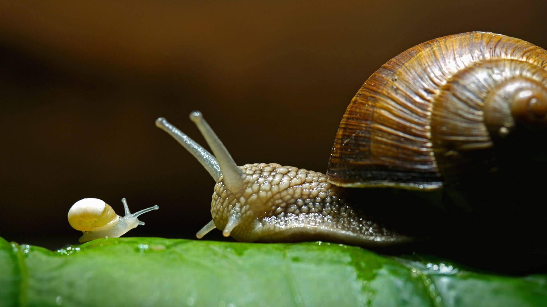 mother snail, baby snail, brown-shelled snail, Full HD Desktop Wallpaper