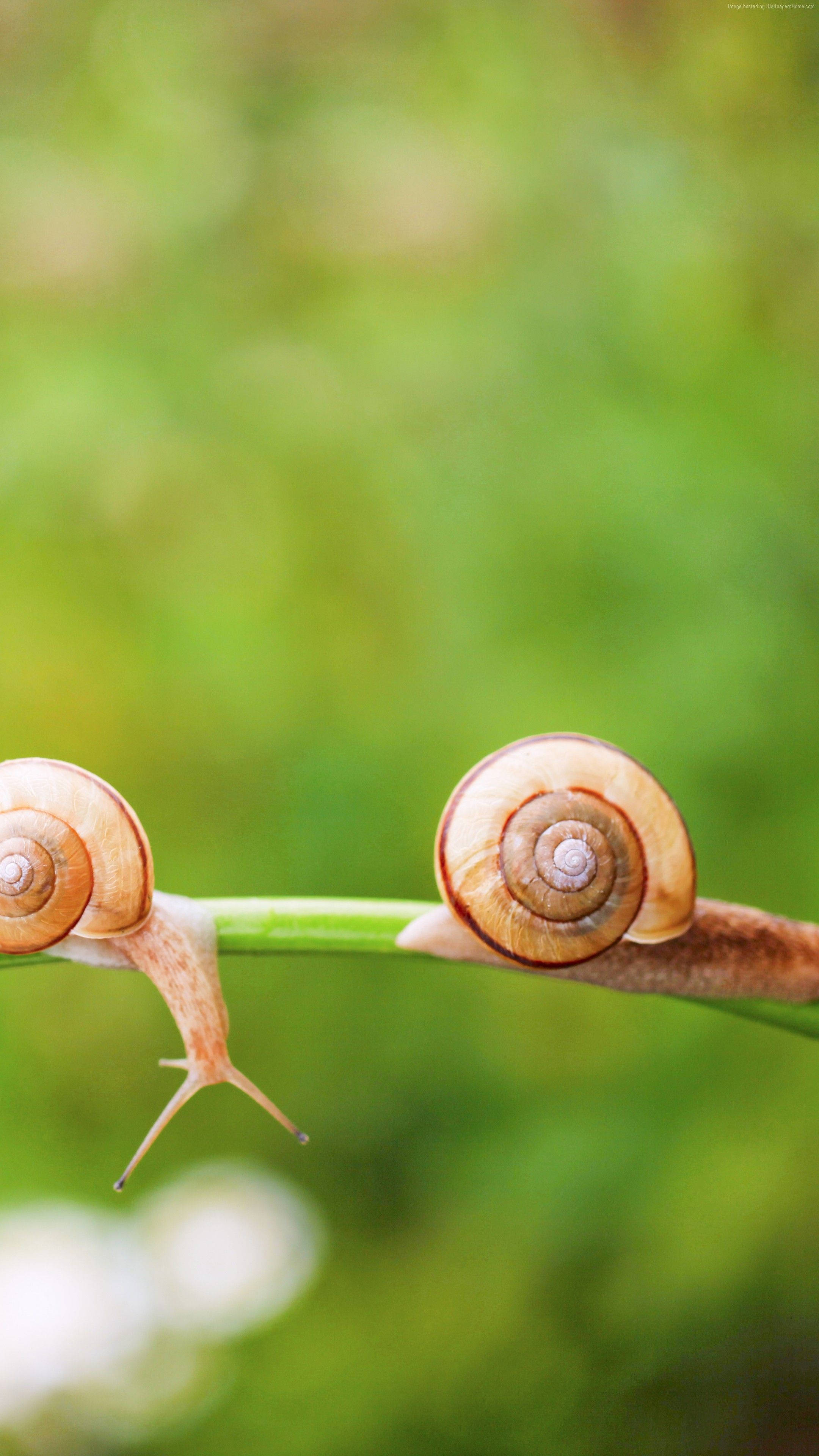 orange little snails, brown spiral shells, vibrant green blade of grass, 4K Phone Wallpaper