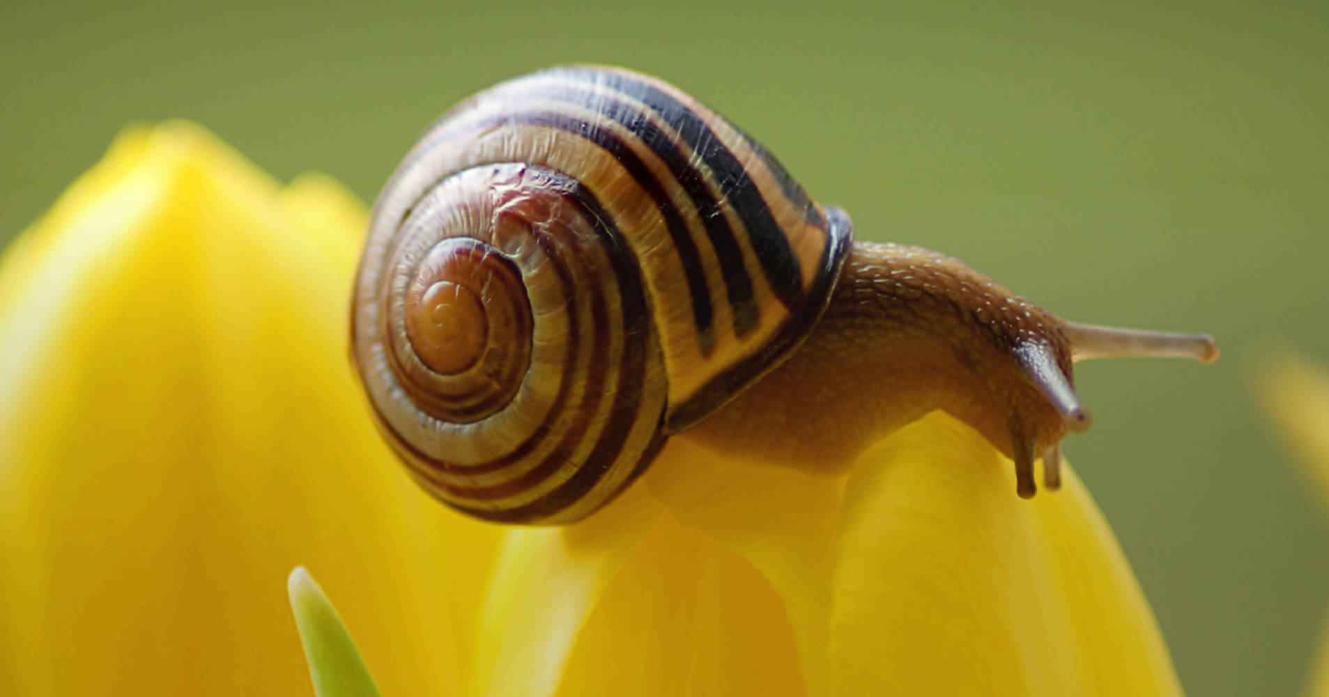 snails, yellow flower, striped snail, HD Desktop Wallpaper