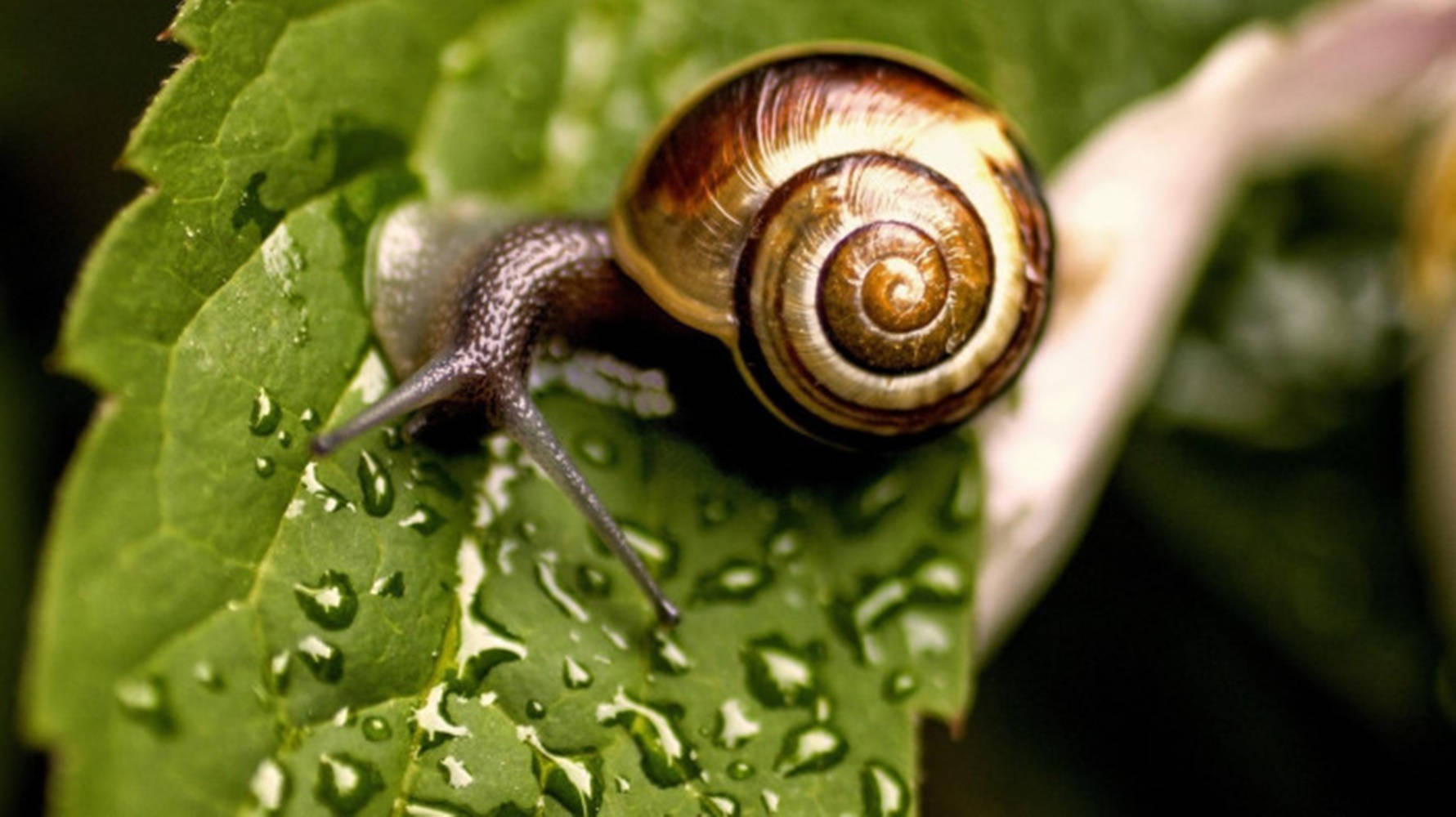 grey horned snail, spiraled brown shell, dew-covered green leaf, HD Desktop Wallpaper