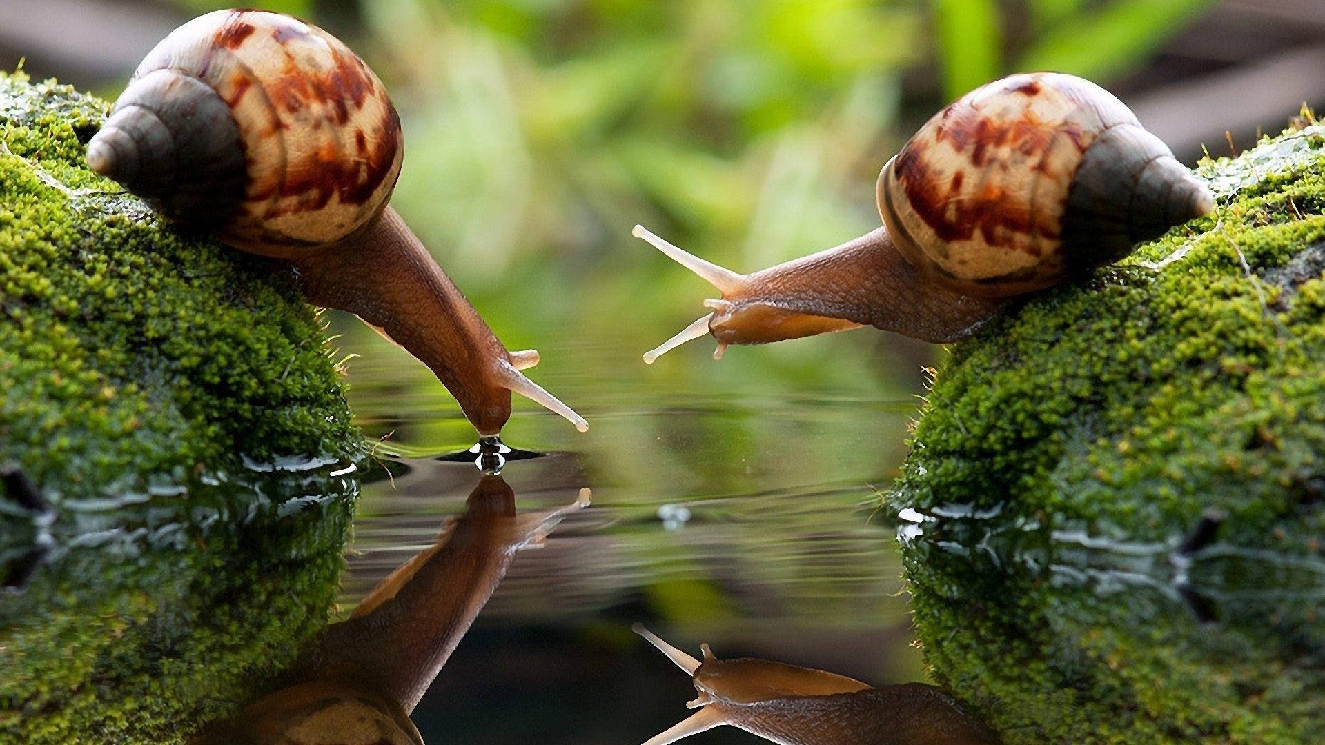 macro snails, mossy rocks, calm pond, Full HD Desktop Wallpaper